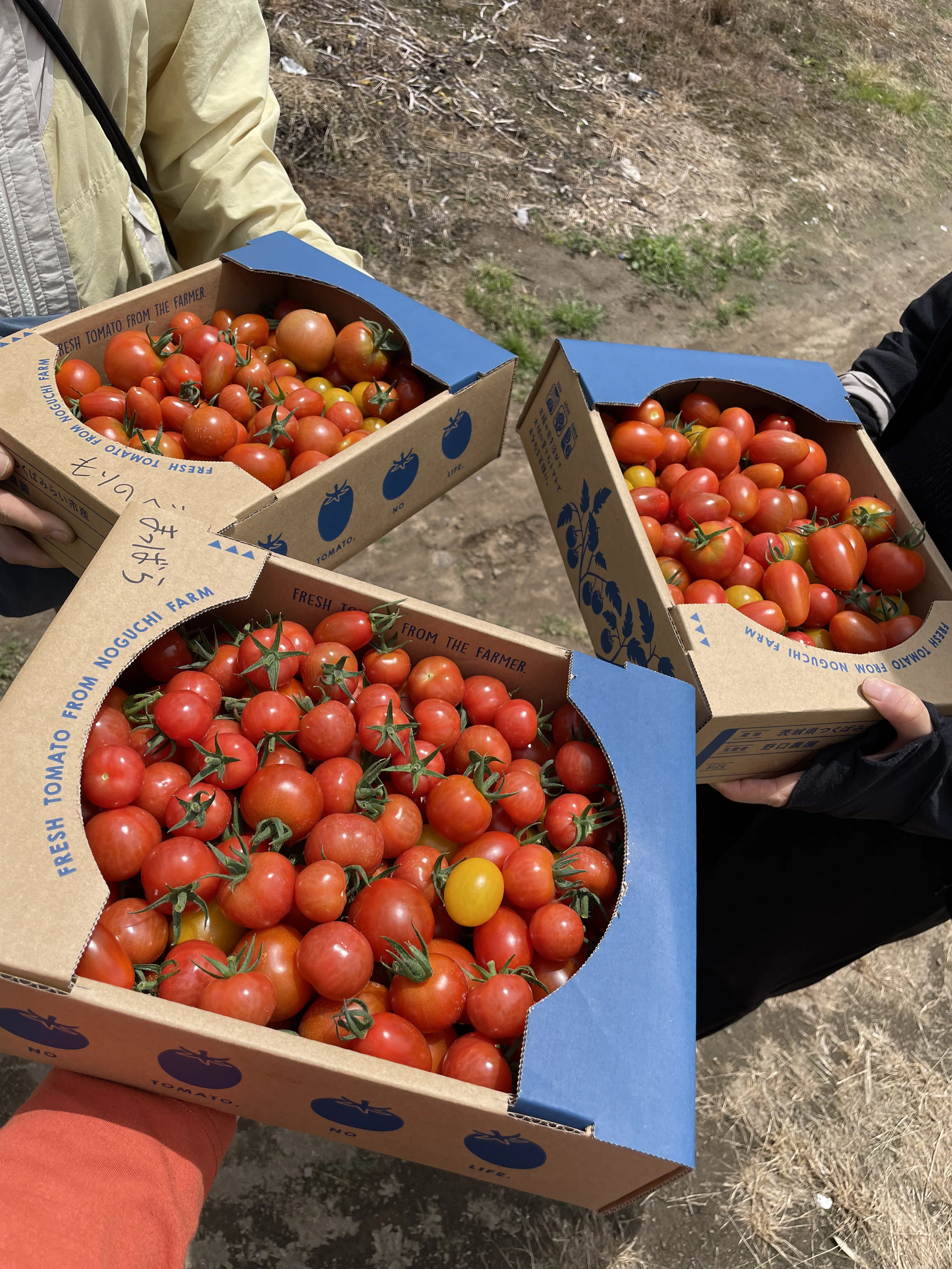 Event Report] Tasting freshly picked tomatoes! We held a user