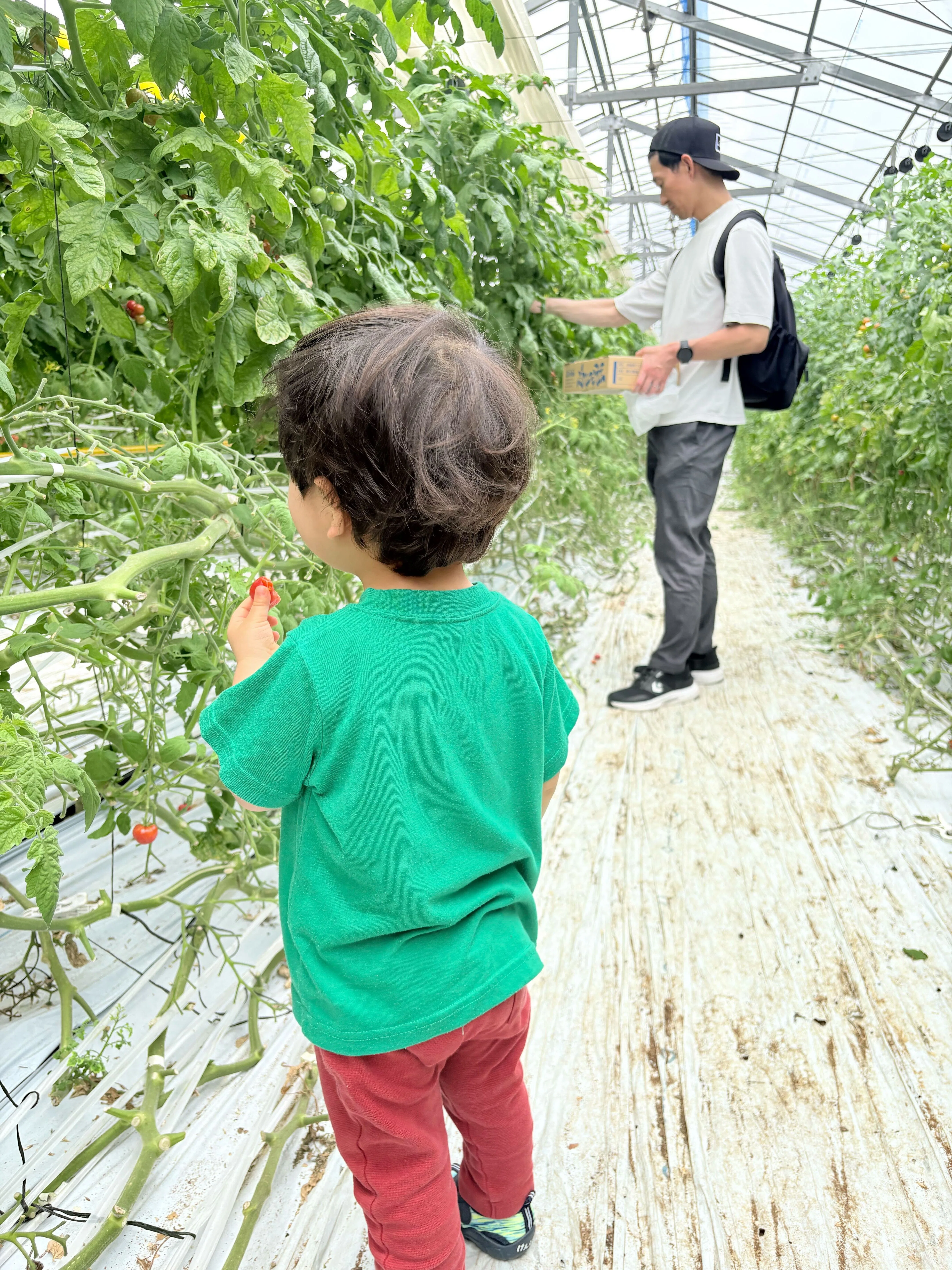 Event Report] Tasting freshly picked tomatoes! We held a user