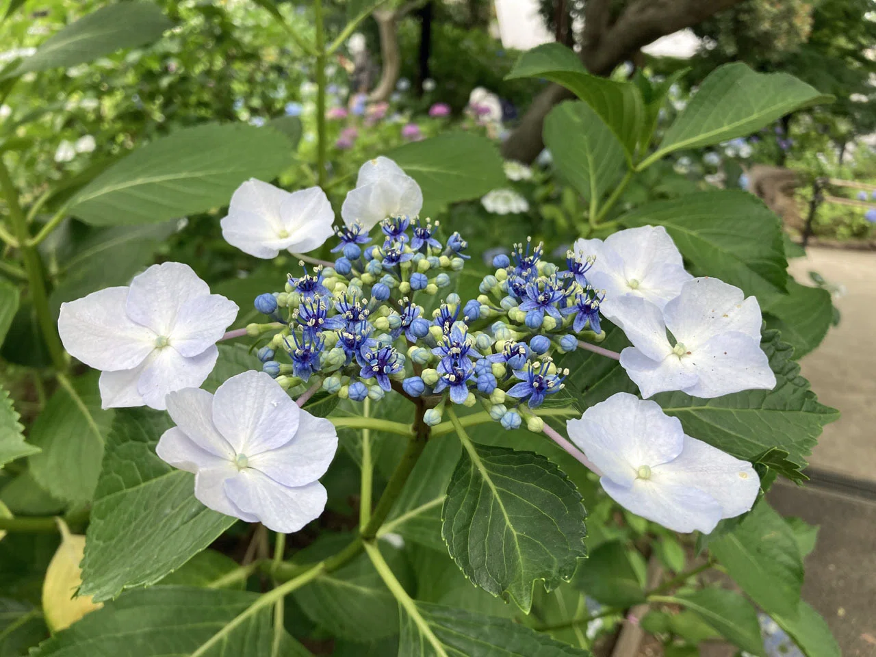 アジサイを見分けたい！ 公園で実物を見ながら学んでみた｜そーいち・F