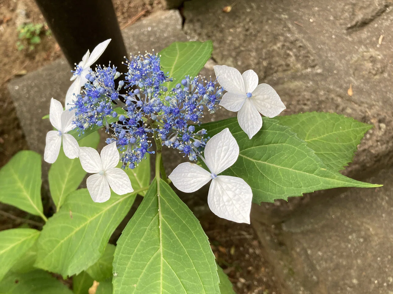 アジサイを見分けたい！ 公園で実物を見ながら学んでみた｜そーいち・F 