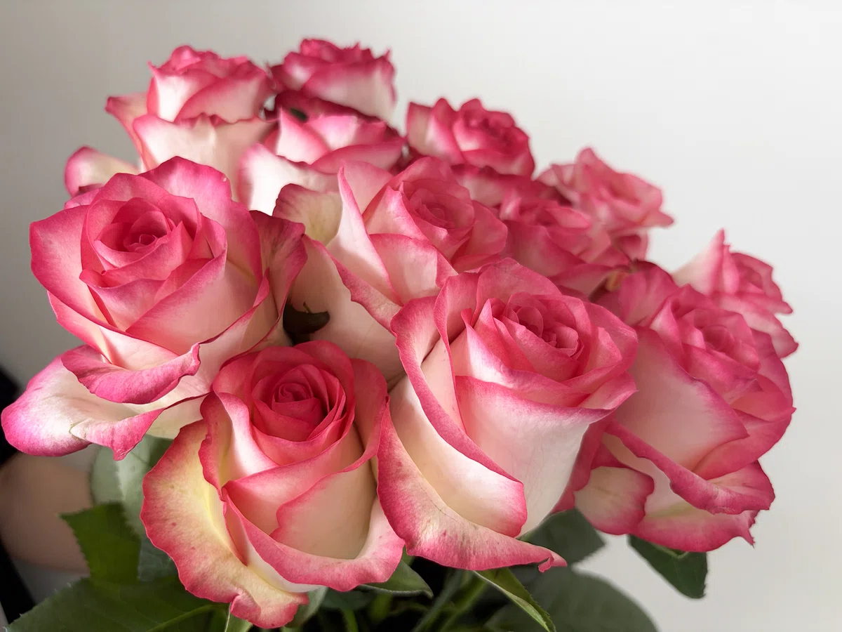 Split Rose Special Roses You Might Encounter Sometimes: The Story of 'Lot-Split ...