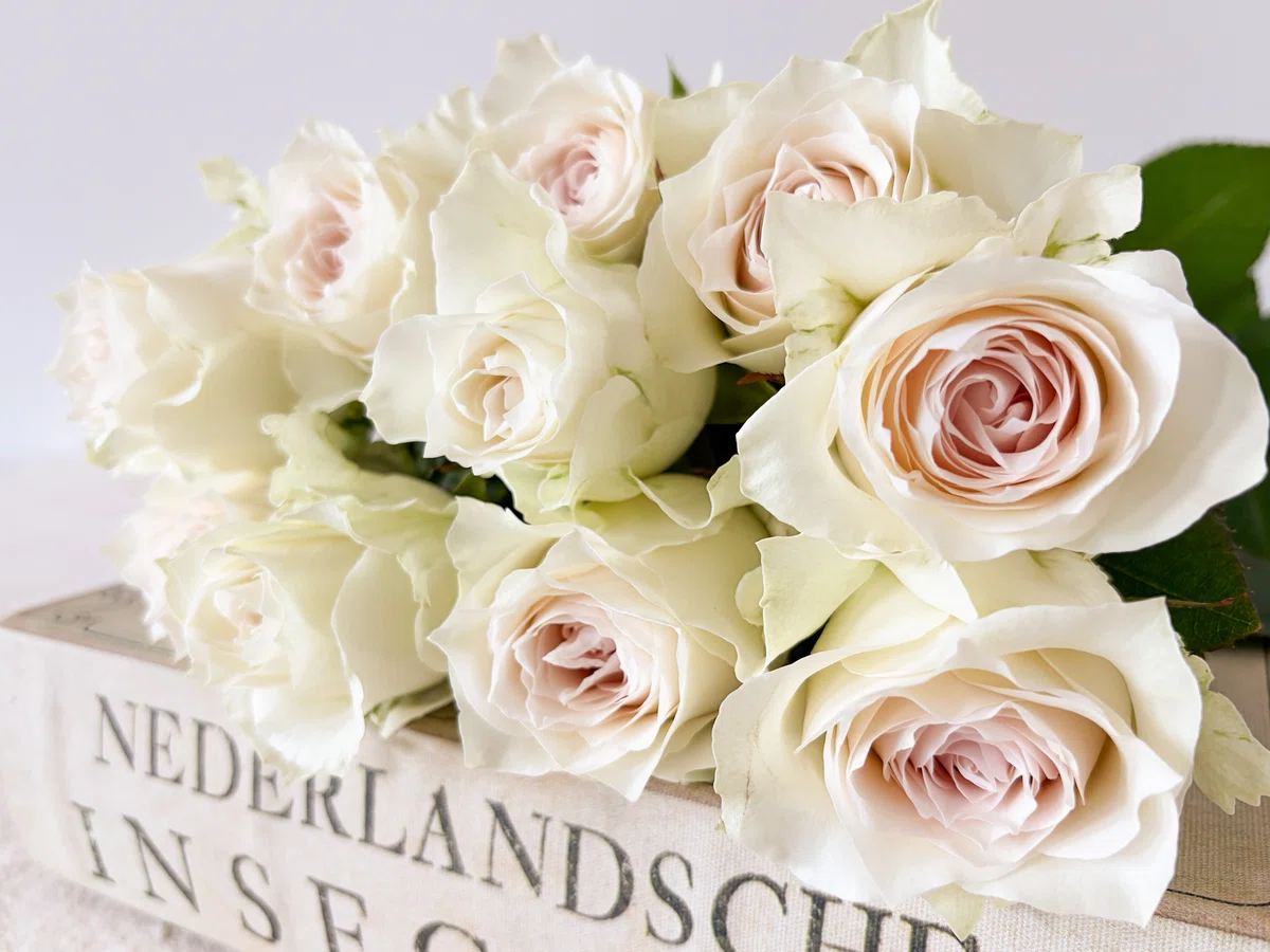 Split Rose Special Roses You Might Encounter Sometimes: The Story of 'Lot-Split ...