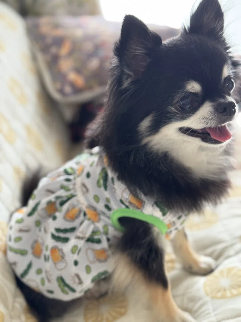 ハンドメイドが好きすぎる。ちっぷぽっぷさんの犬服。｜チョコまろ