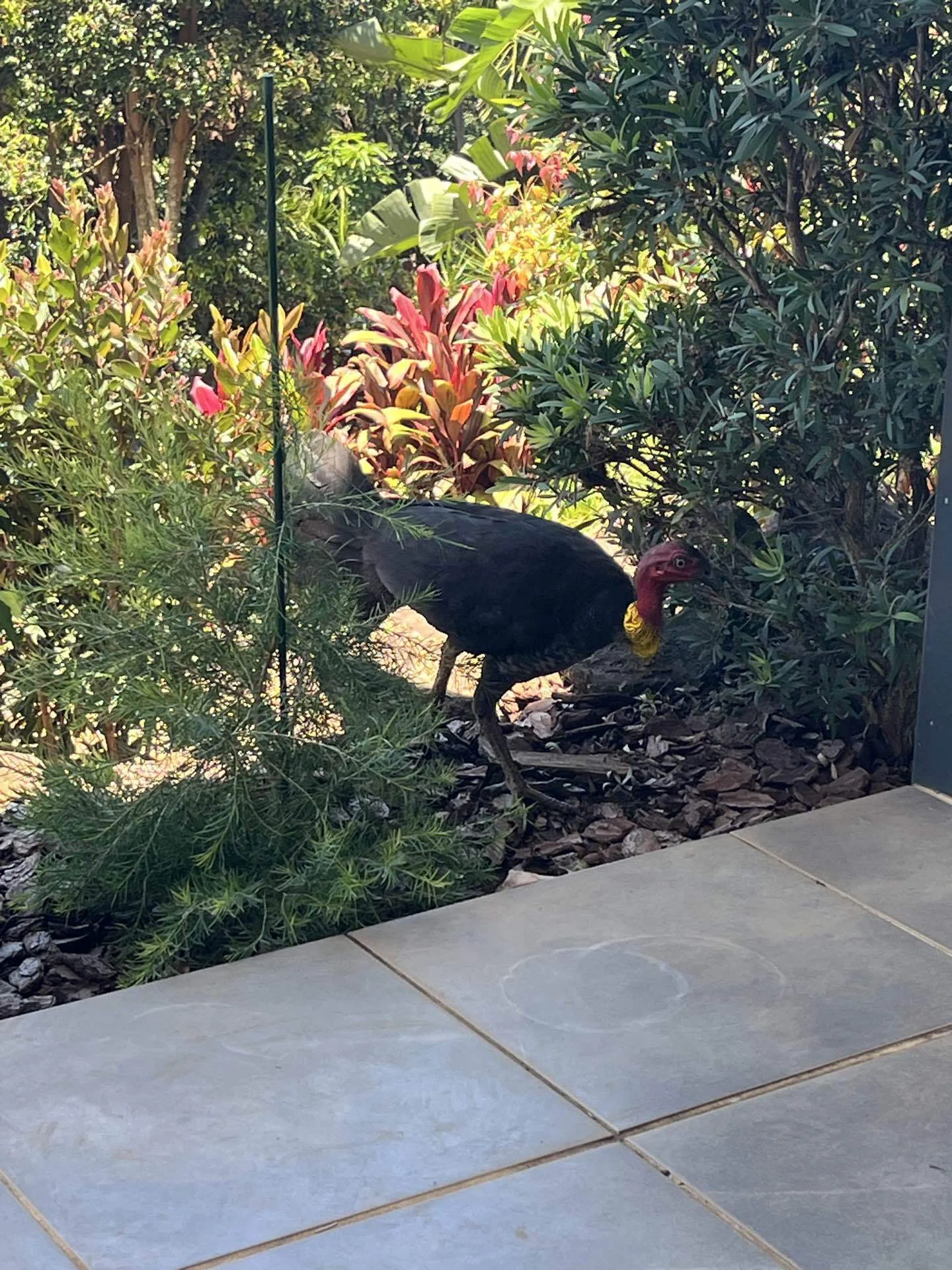 Bush TurkeyとおやじAussieの闘い｜澪標（みおつくし）|オーストラリア 