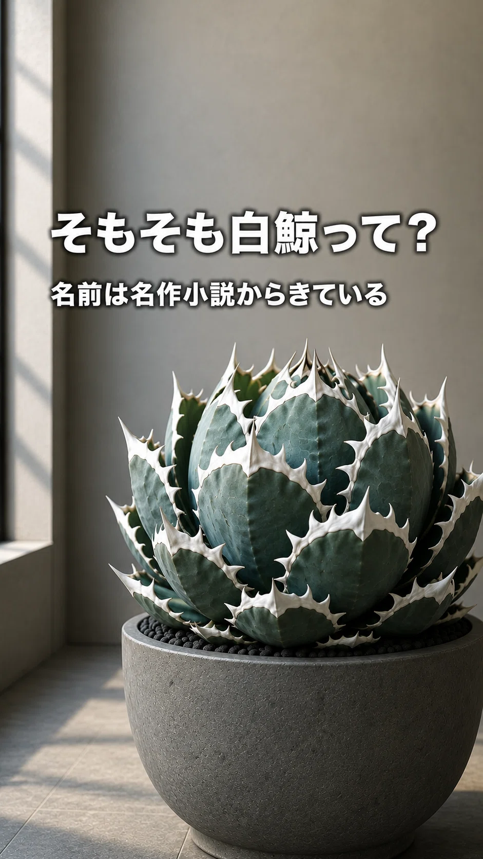 なぜ「白鯨」はアガベの王様と呼ばれるのか？｜Biophilic Style