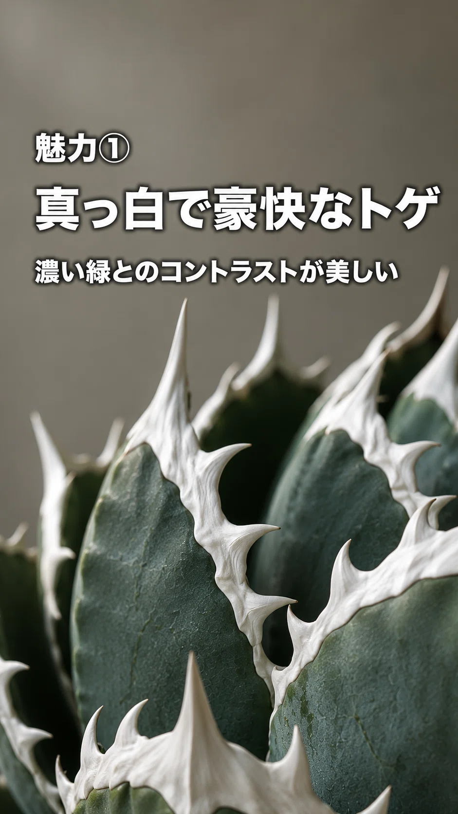 なぜ「白鯨」はアガベの王様と呼ばれるのか？｜Biophilic Style