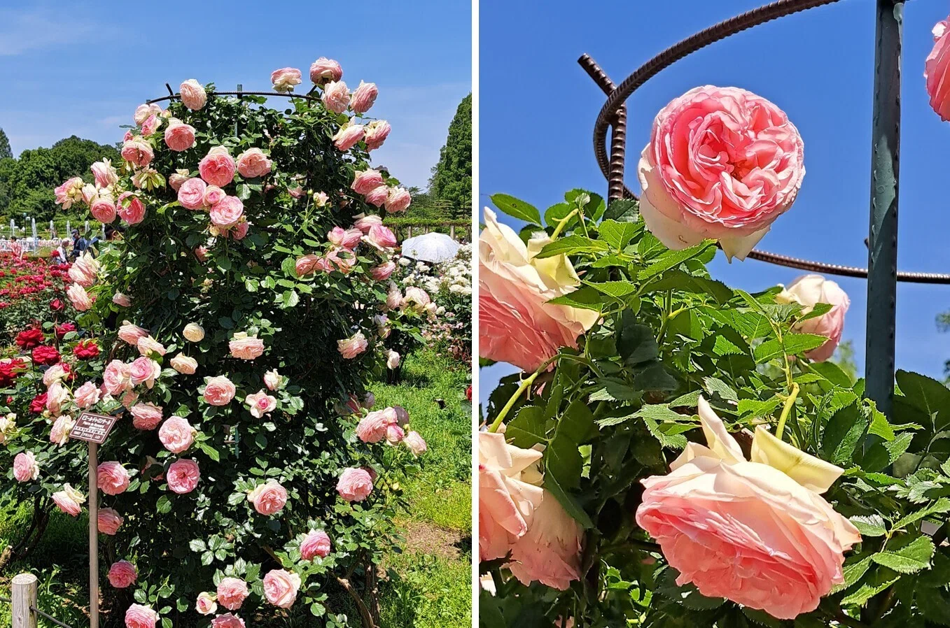 2026花スケッチ＞お土産のつるバラ：ポール・ボギューズと神代植物公園