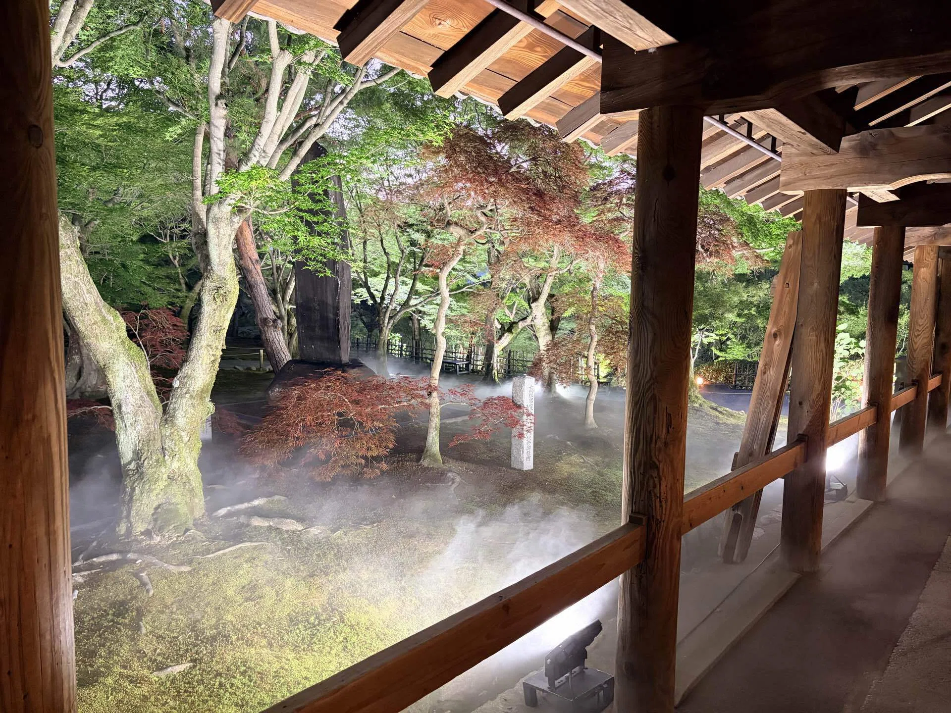夜をあじわう青もみじ ― 東福寺の夜間拝観でZEN体験｜TAIGA/おいしい