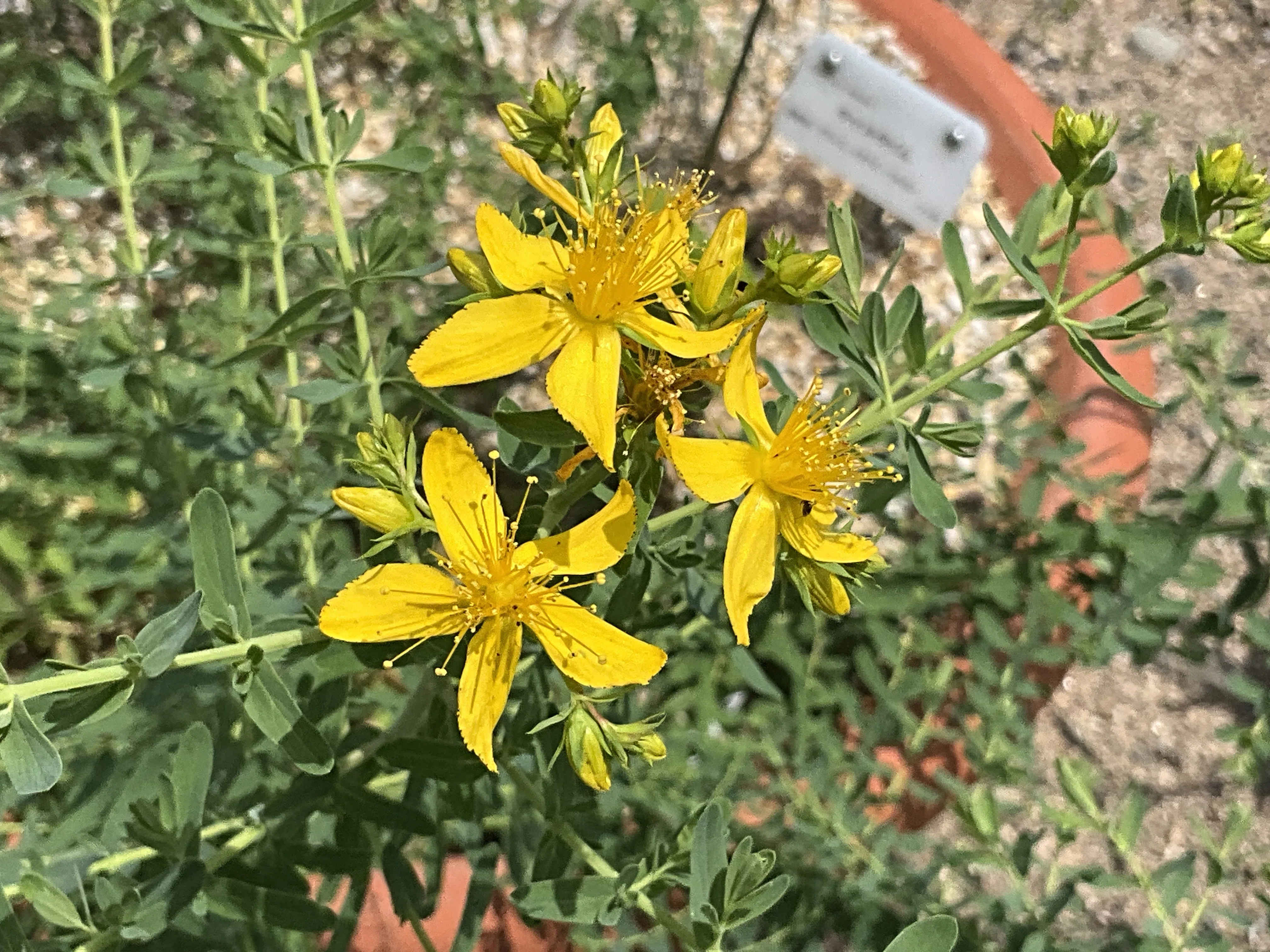 セイヨウオトギリ（京都府立植物園）：2026年6月3日（水）｜藤井秀昭