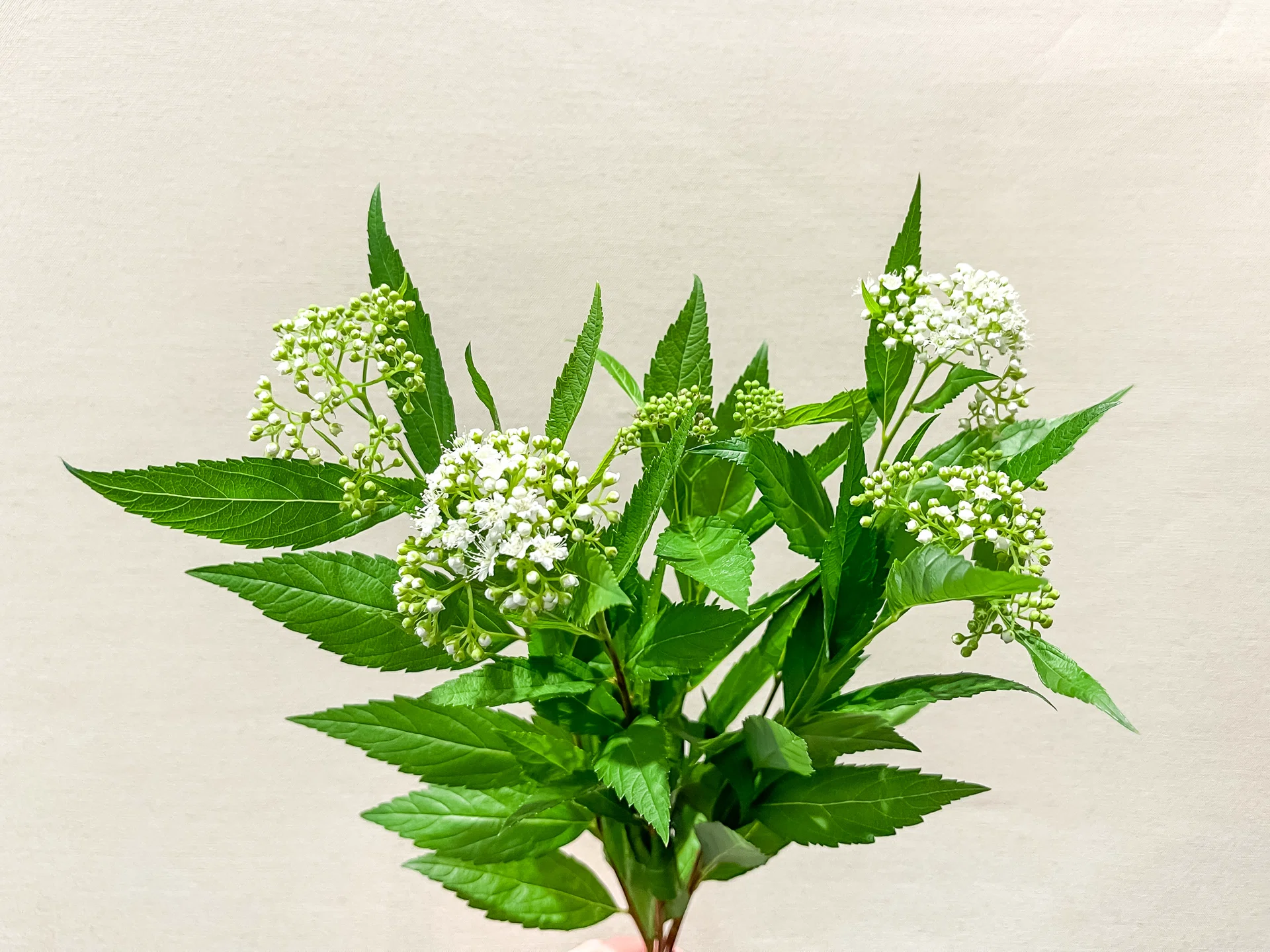 6月の初夏におすすめの茶花｜D.STYLE