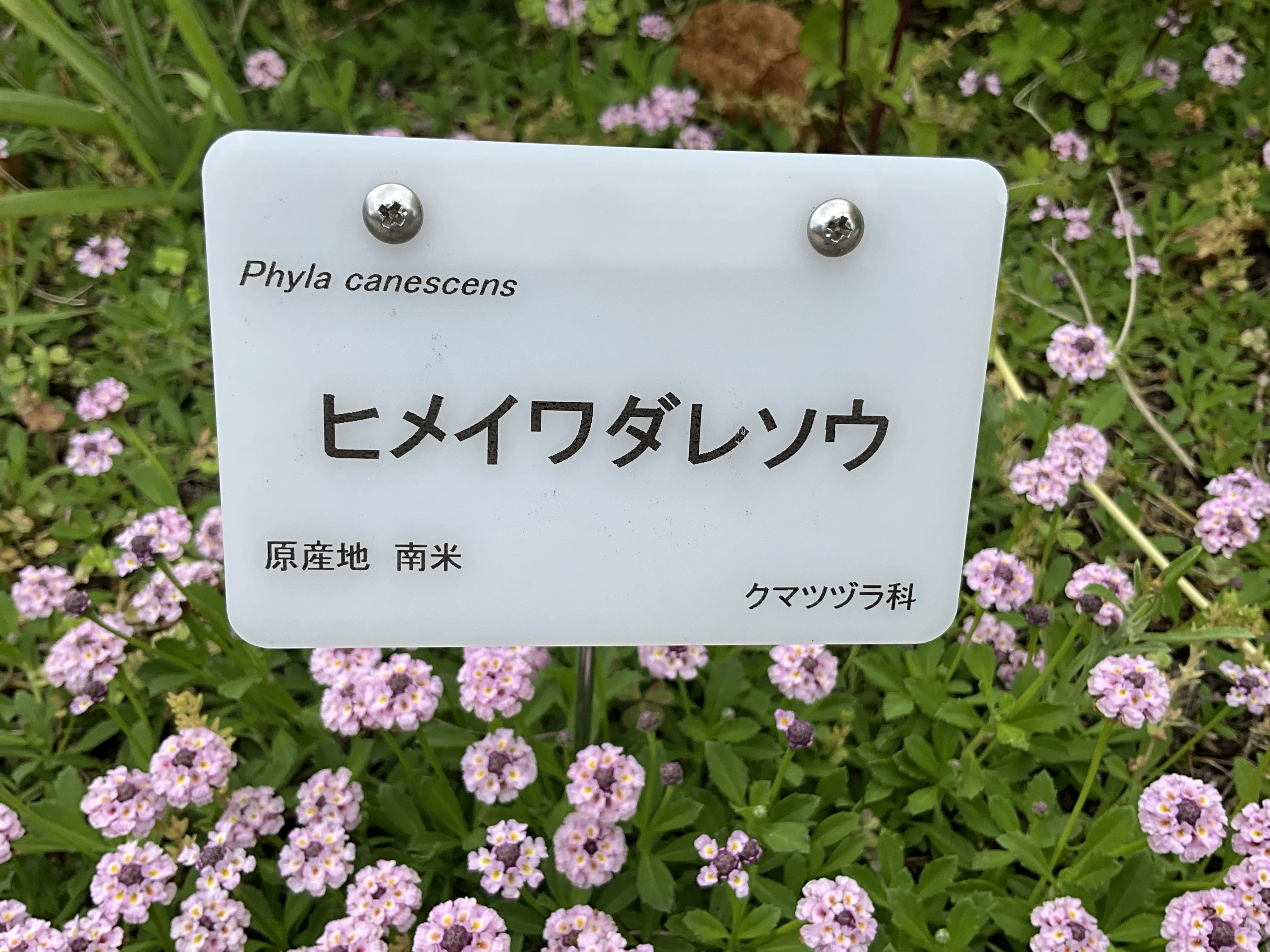 ヒメイワダレソウ（京都府立植物園）：2026年6月3日（水）｜藤井秀昭