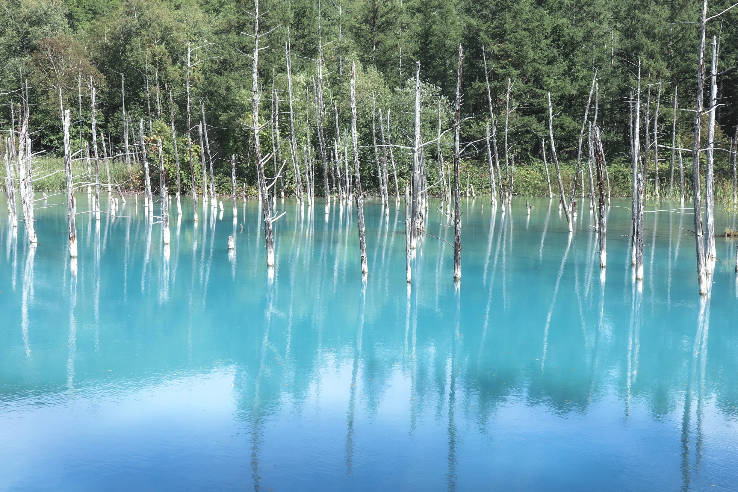 写真日記】北海道の旅 後編『富良野・美瑛』｜mofu | カメラと一緒に