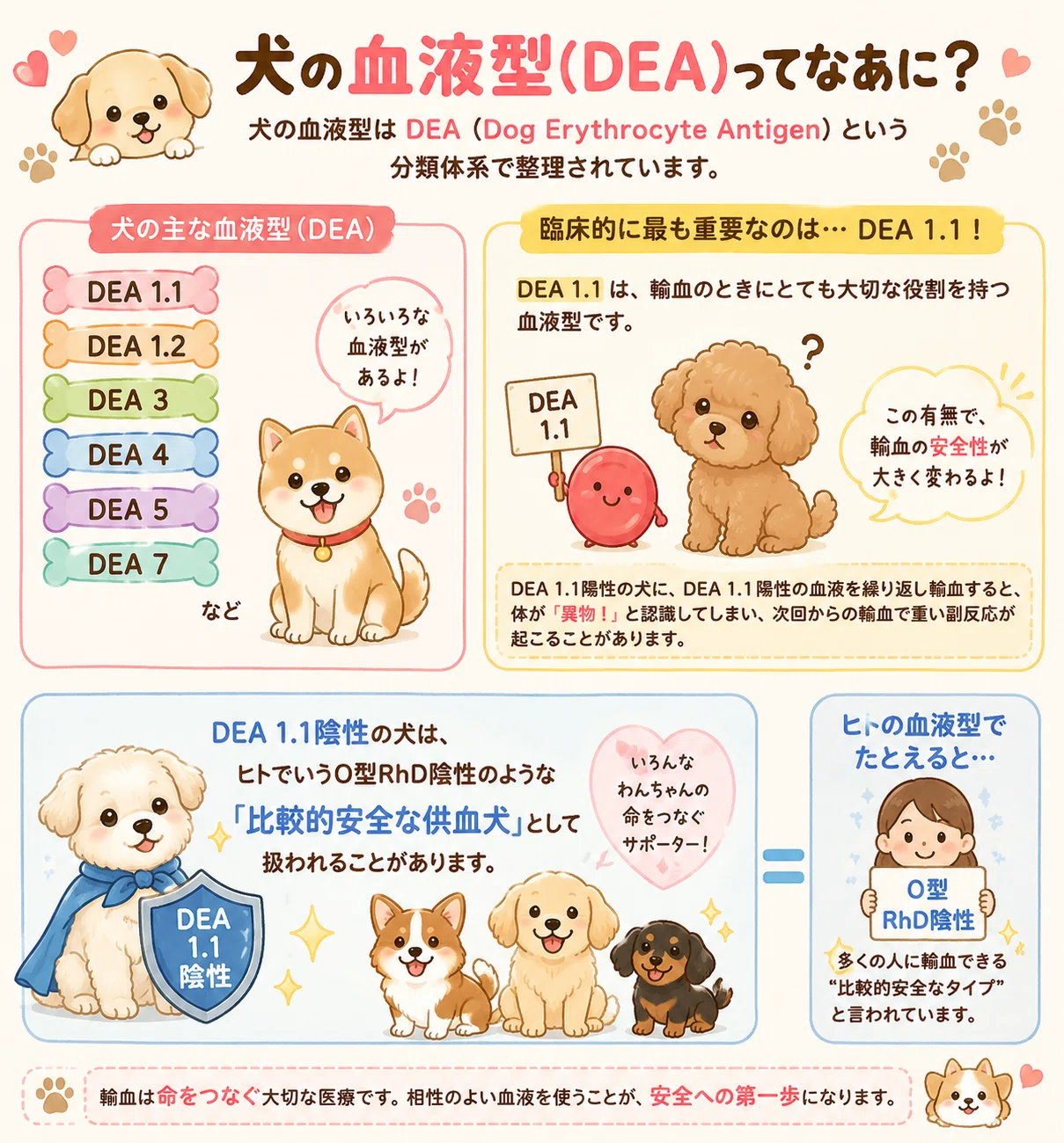 犬や猫にも「血液型」と「輸血」がある― 動物の輸血医療とヒト輸血の