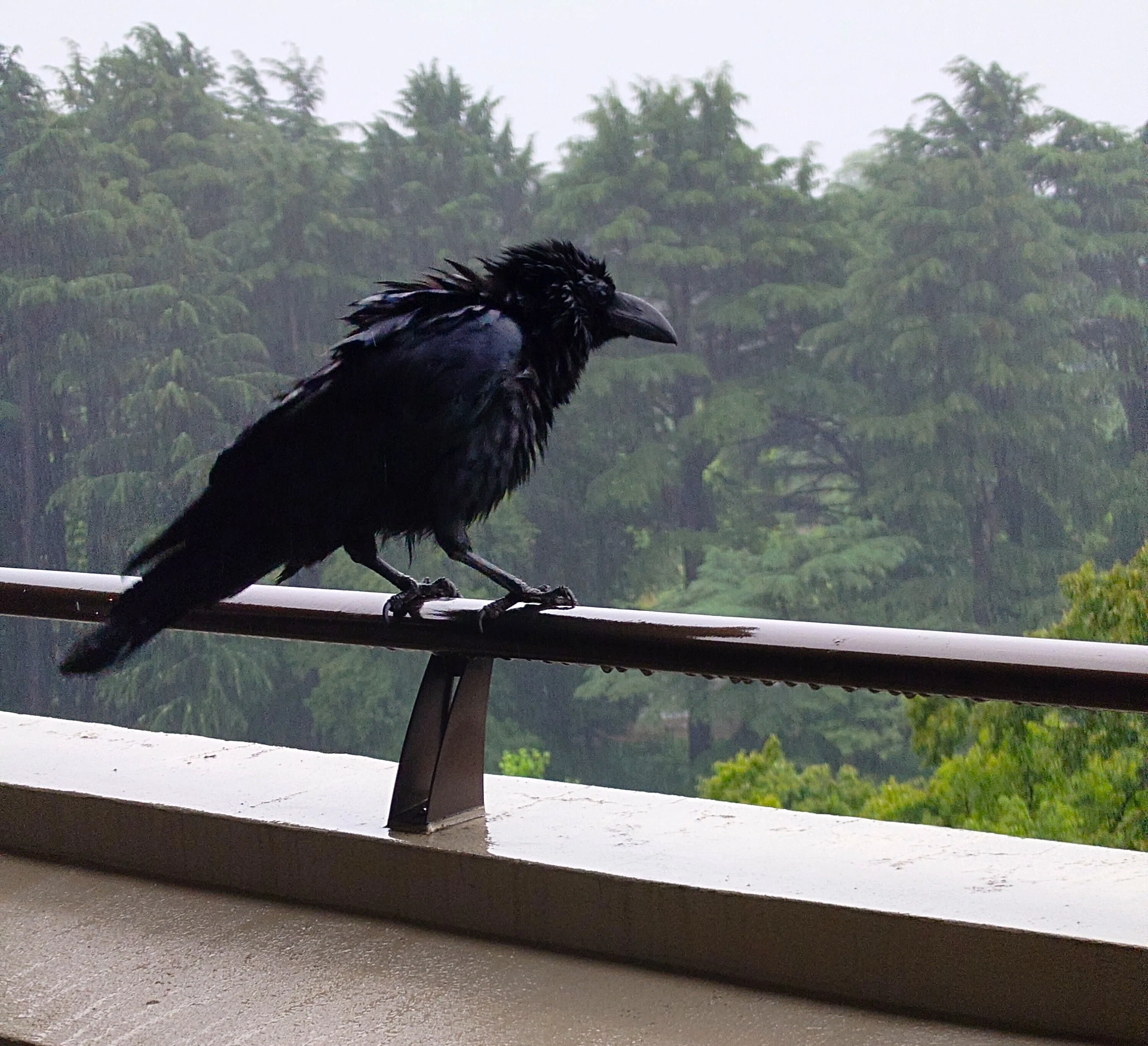 嵐の朝、窓の外に｜もずきち
