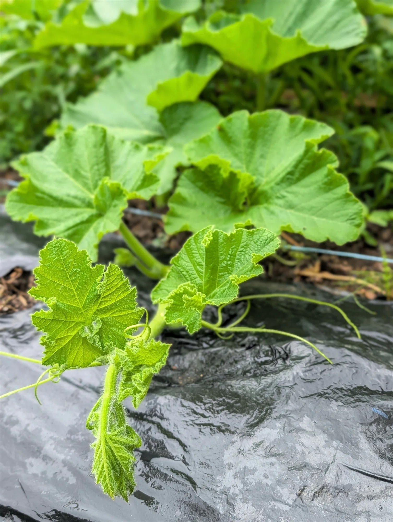 野良スイカの植え付けをしました｜annon