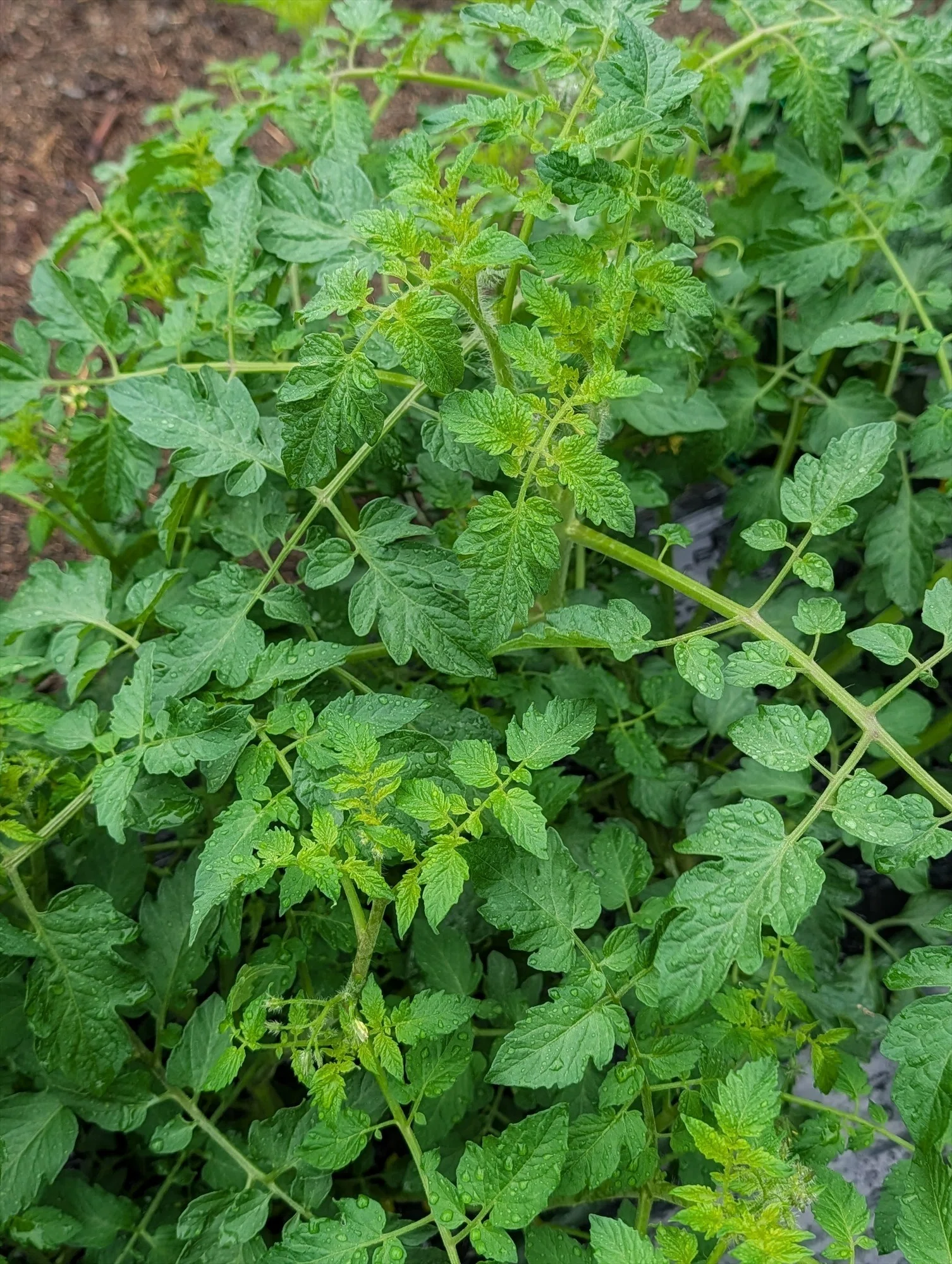 野良スイカの植え付けをしました｜annon