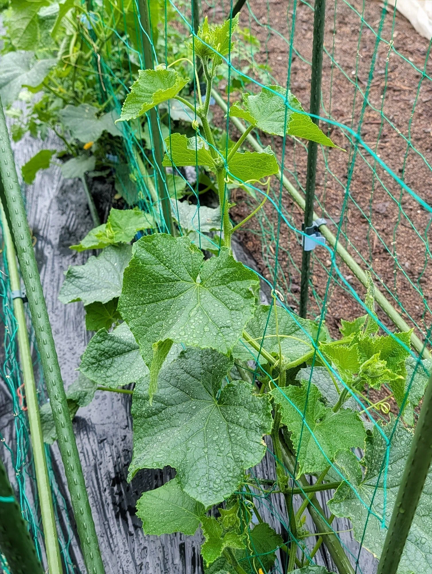 野良スイカの植え付けをしました｜annon