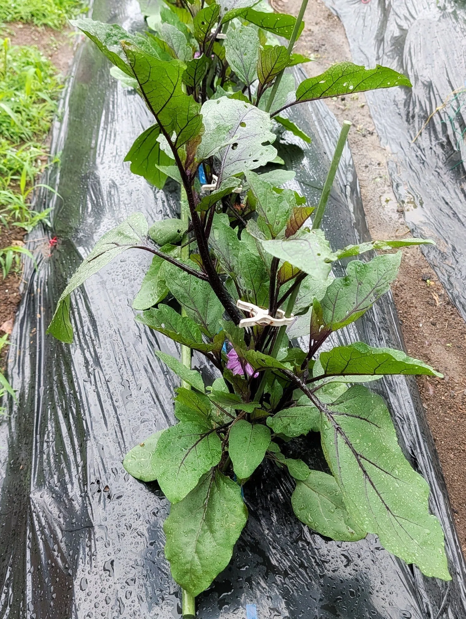 野良スイカの植え付けをしました｜annon