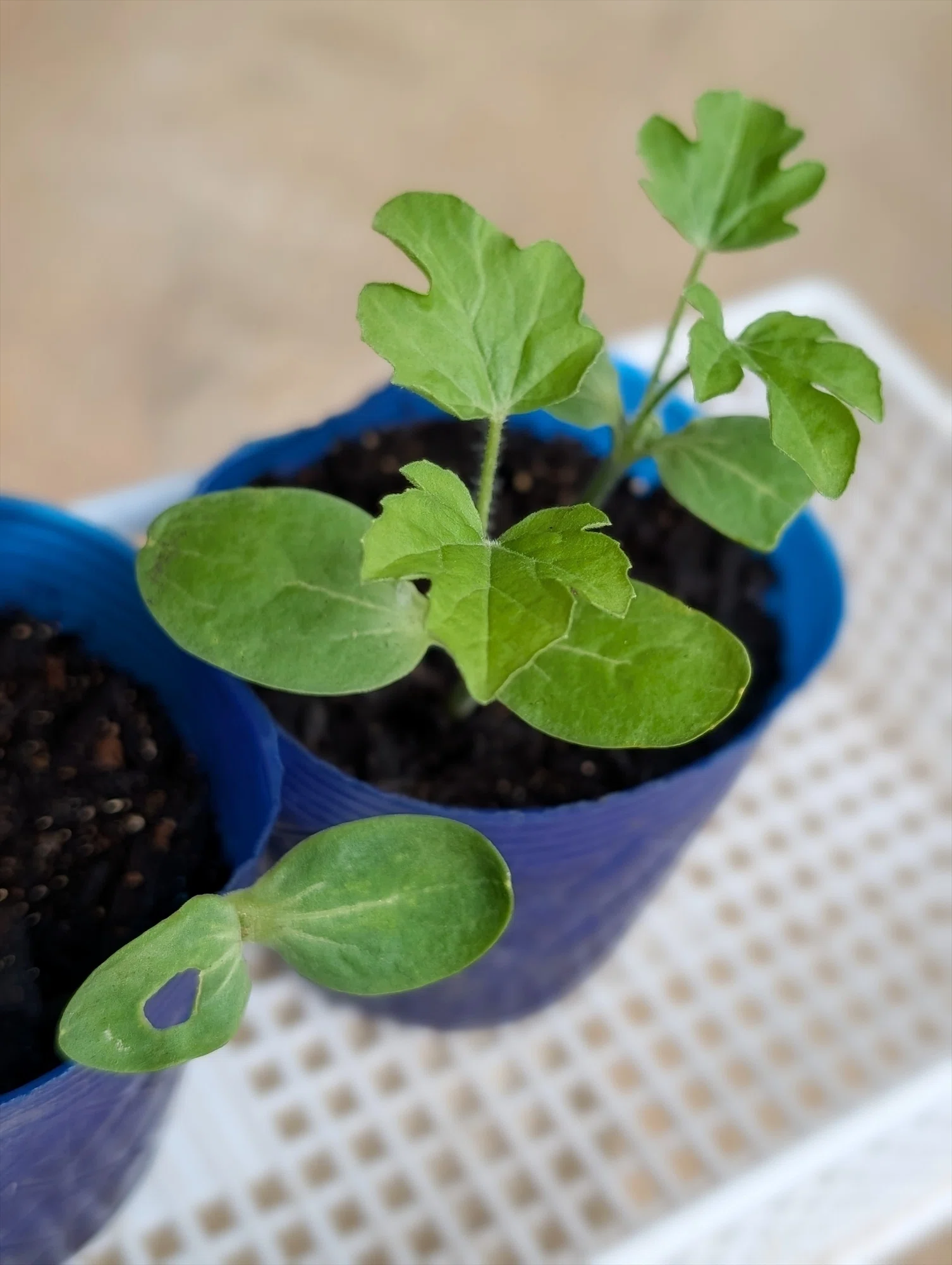 野良スイカの植え付けをしました｜annon