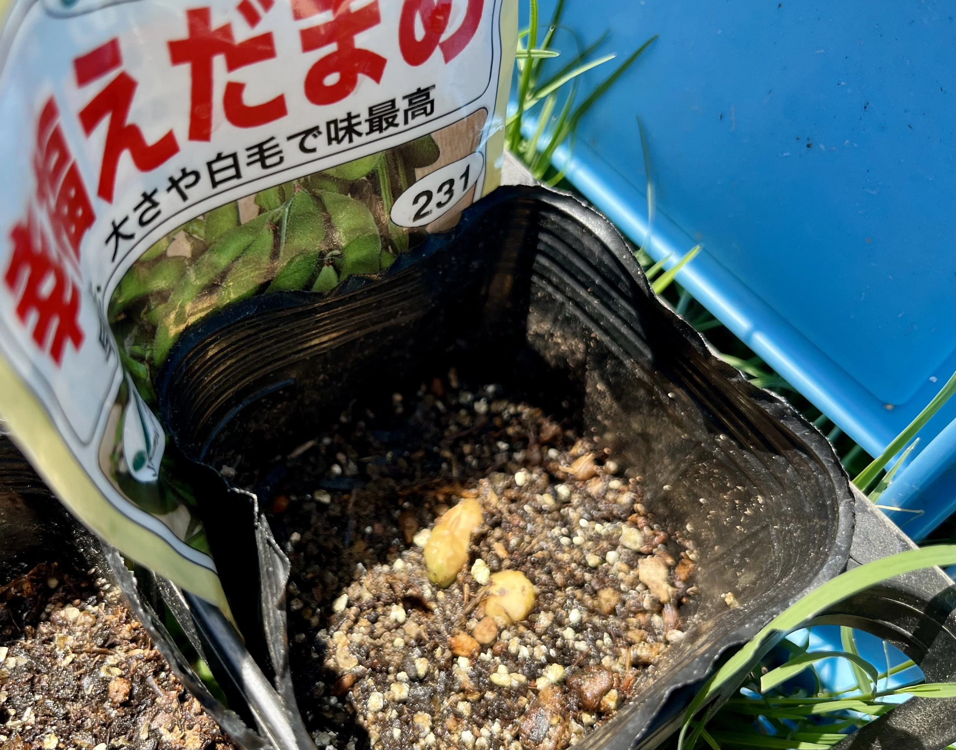 3年前の種でも発芽した！？喜び一転、唐櫃の棚田のポット苗に起きた