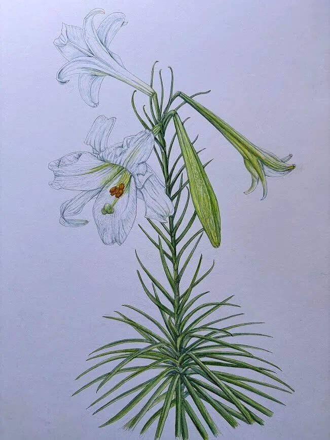植物画・ボタニカルアート】タカサゴユリ～気品と圧倒的な繁殖力｜かりあ
