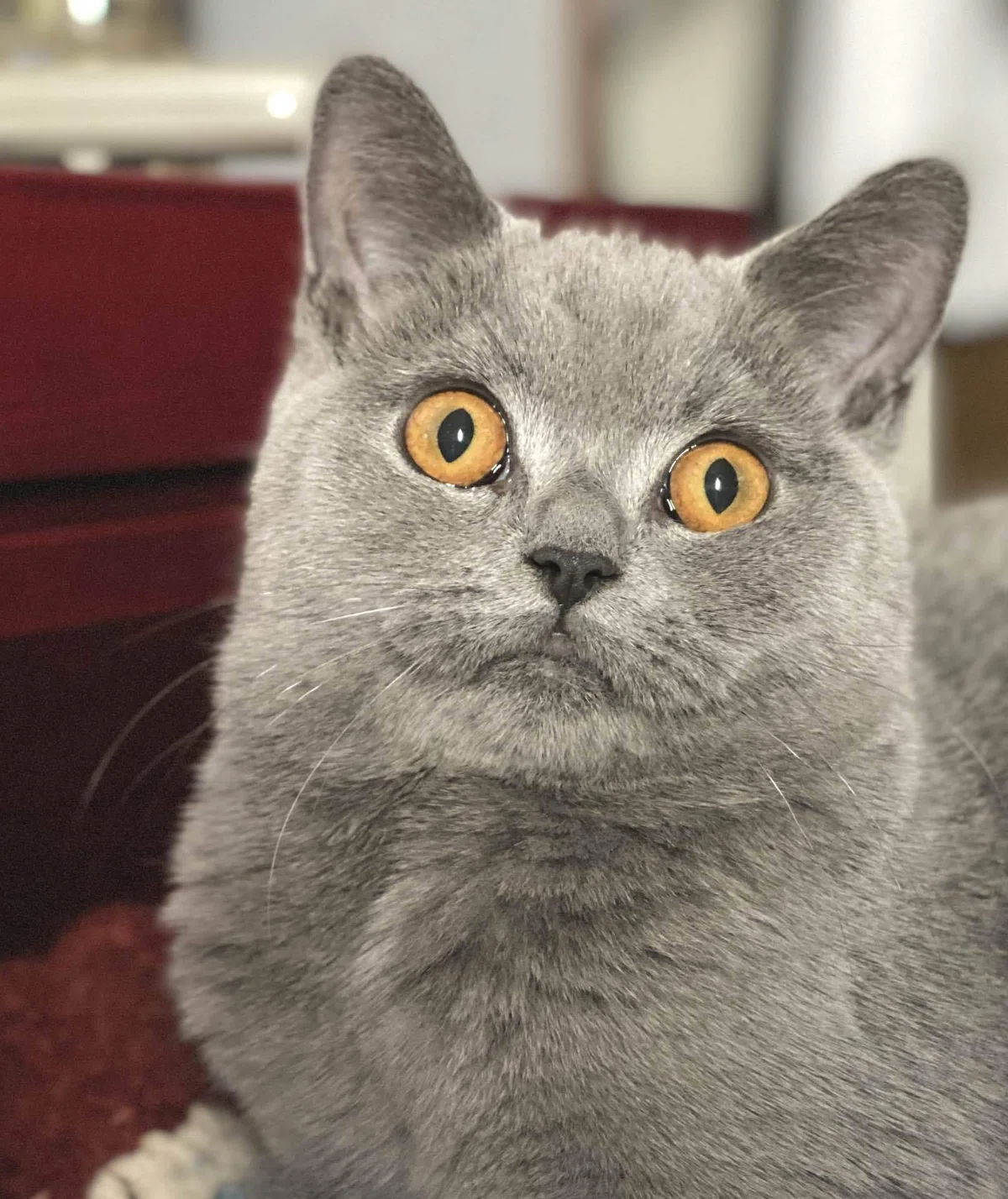 猫のアップ