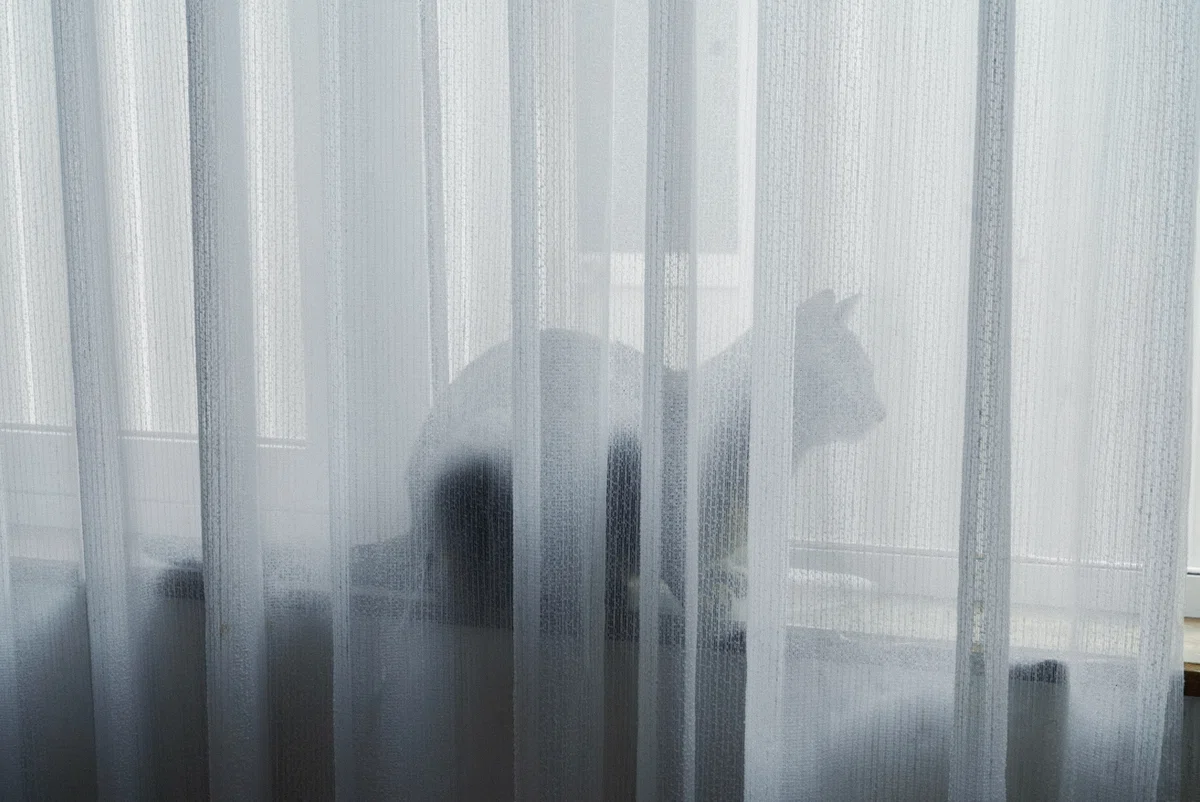 猫　シルエット