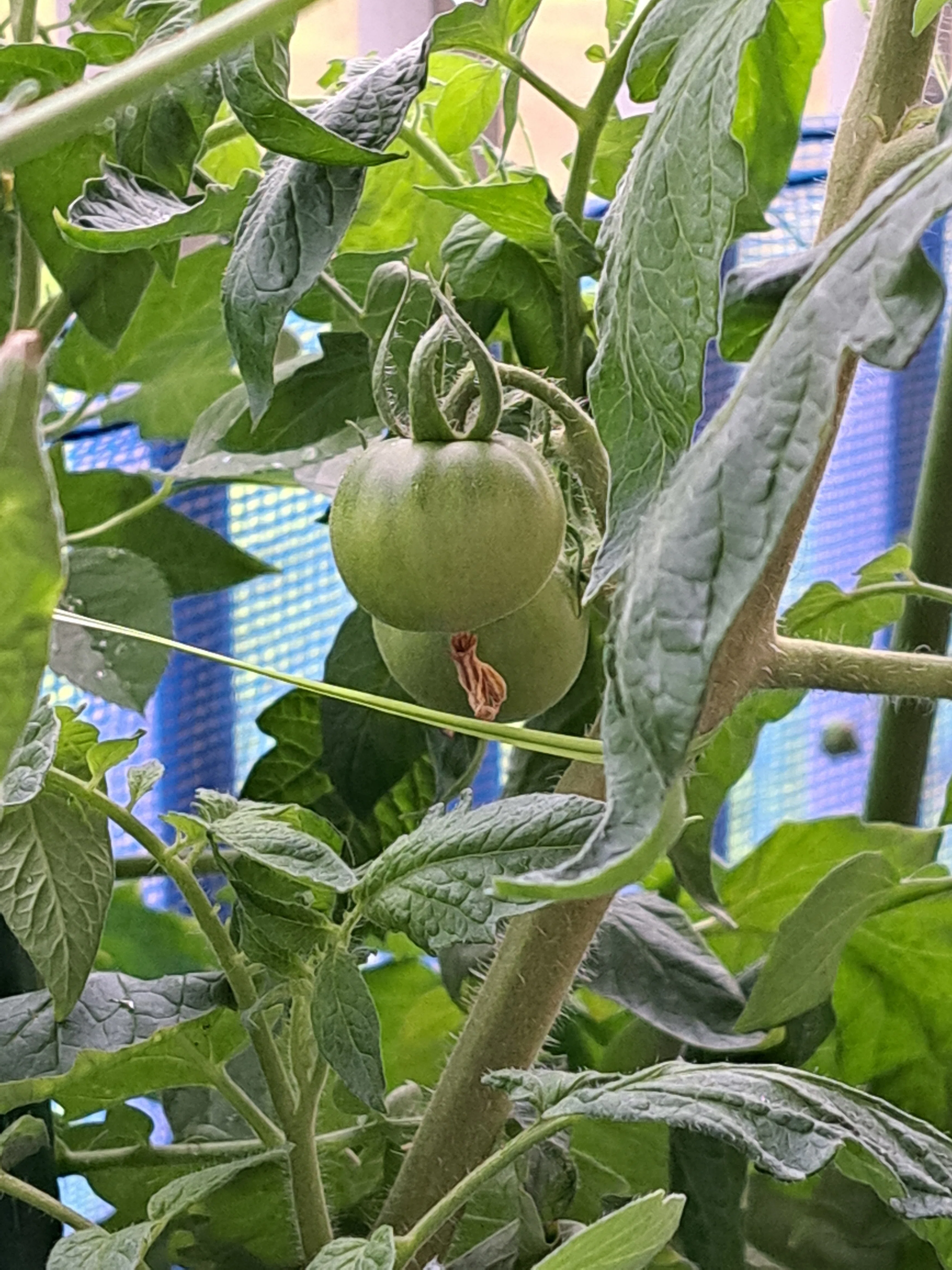 トマト様　確認画面 トマト🍅｜光守氏天貴（ひがしあき)