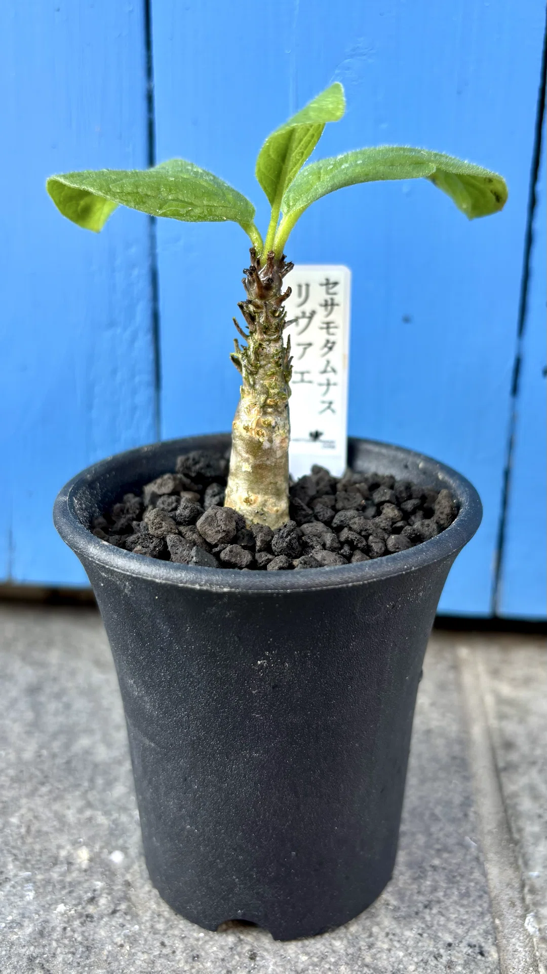 セサモタムナス|リヴァエ|Uターンルート｜cova 塊根植物に沼った美容師