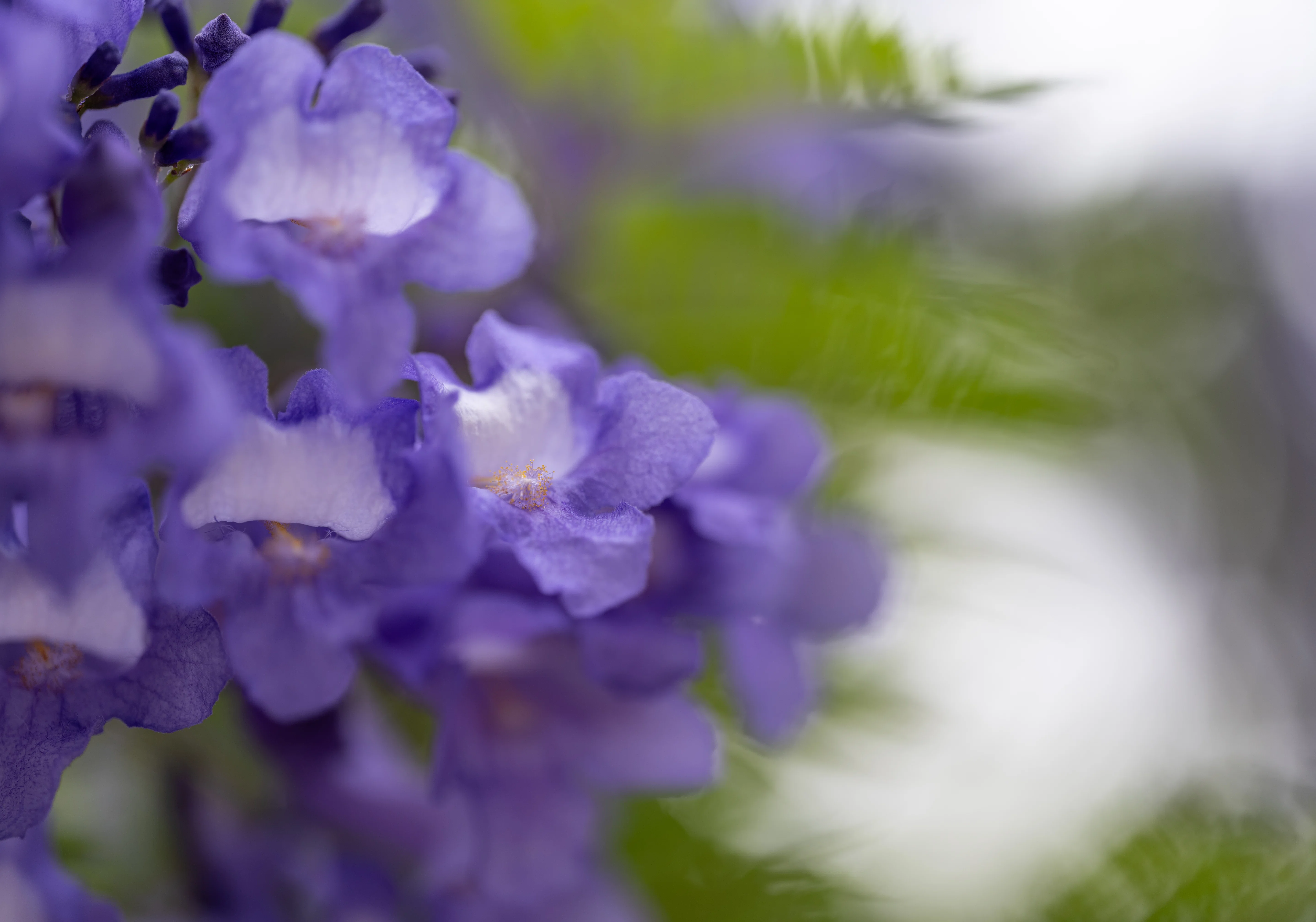 ジャカランダを見に熱海に：Nikon Z5ii｜@infinity.909