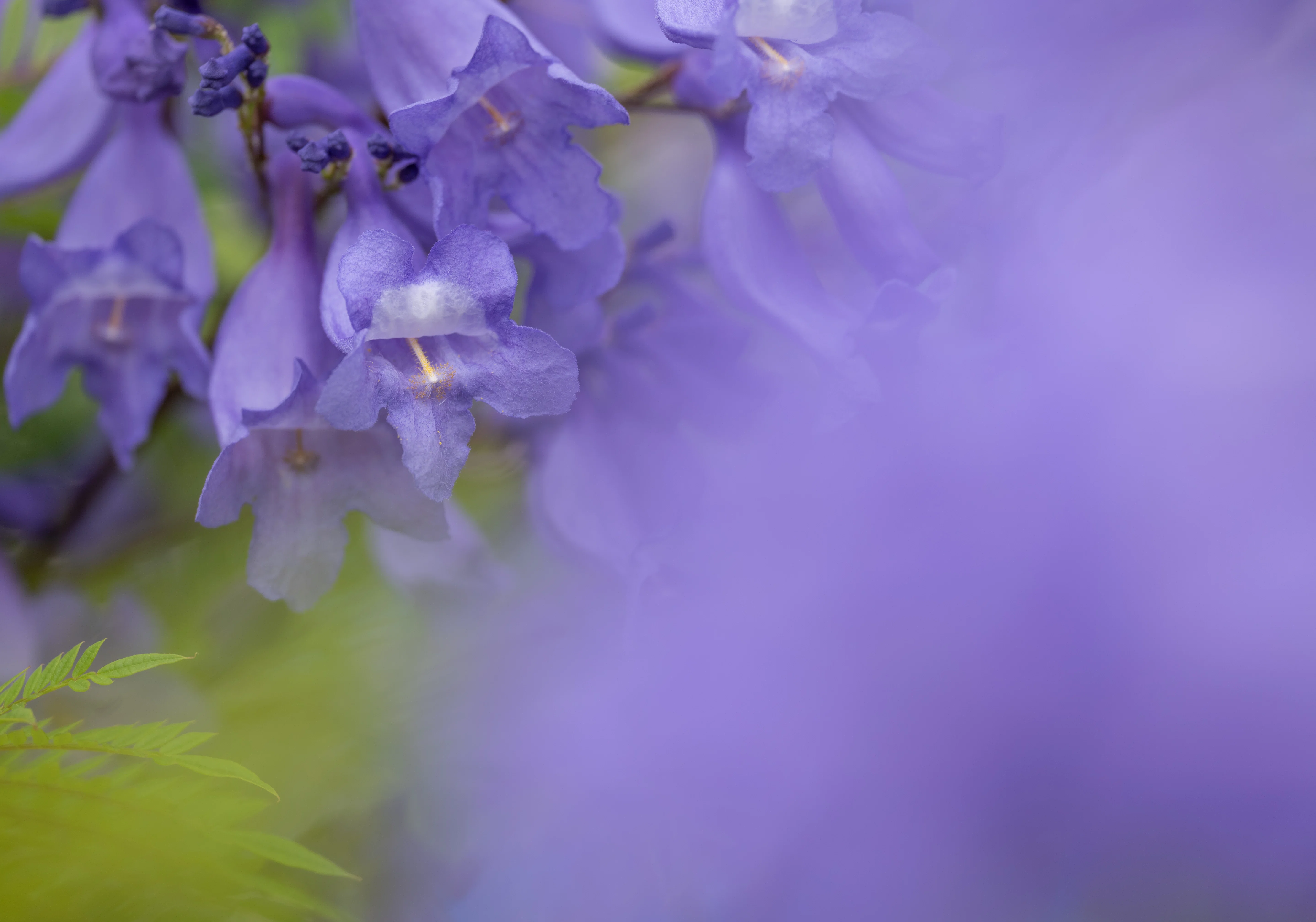 ジャカランダを見に熱海に：Nikon Z5ii｜@infinity.909
