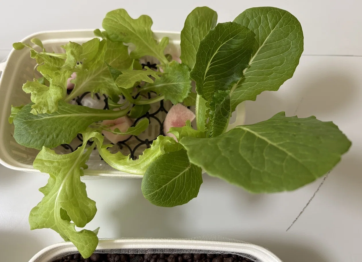 レタス栽培現在の状況🌱｜ocha🍵＠引越しました
