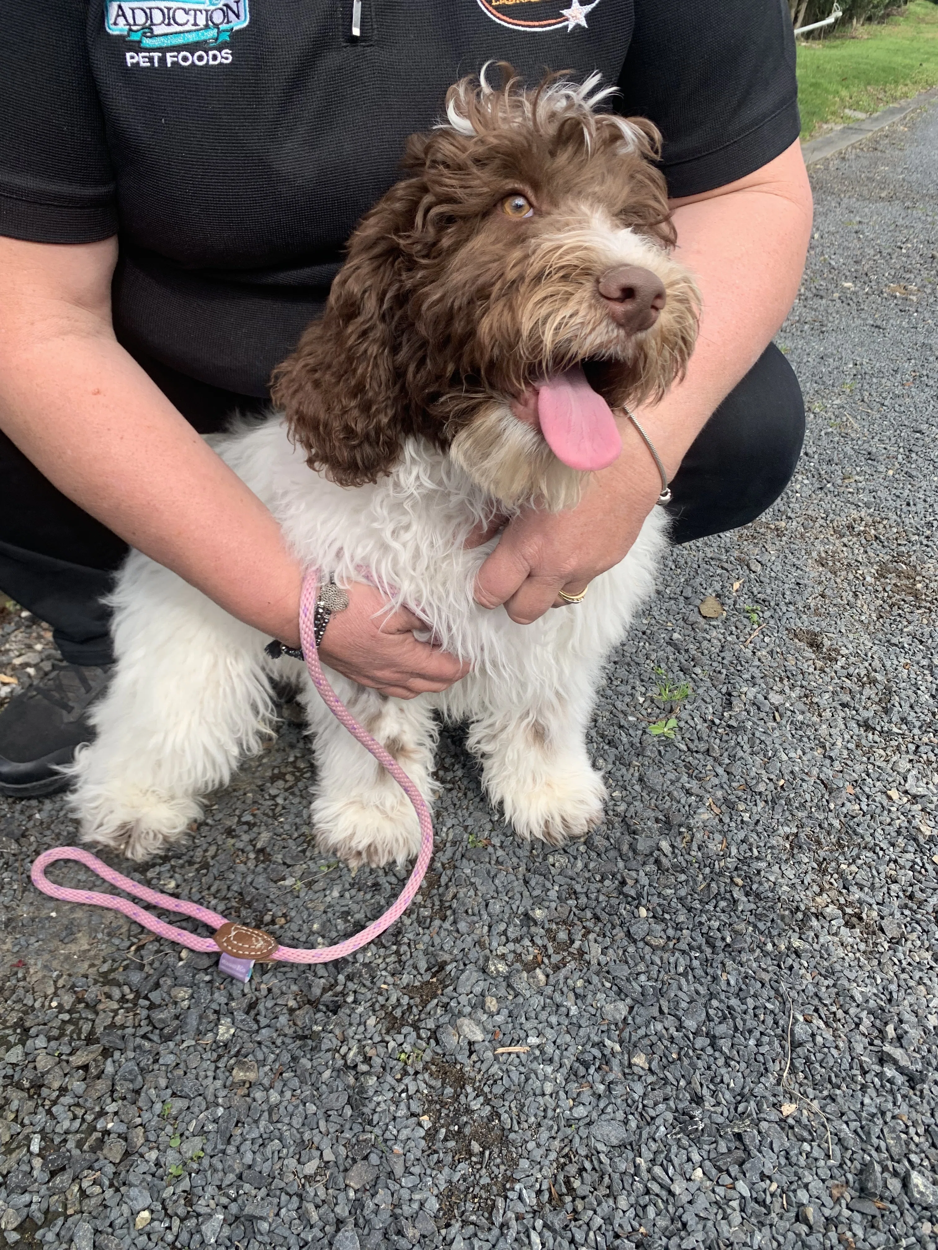 犬 ニュージーランドで私たちが実際に見てきたこと｜Kiwi Pride訪問記
