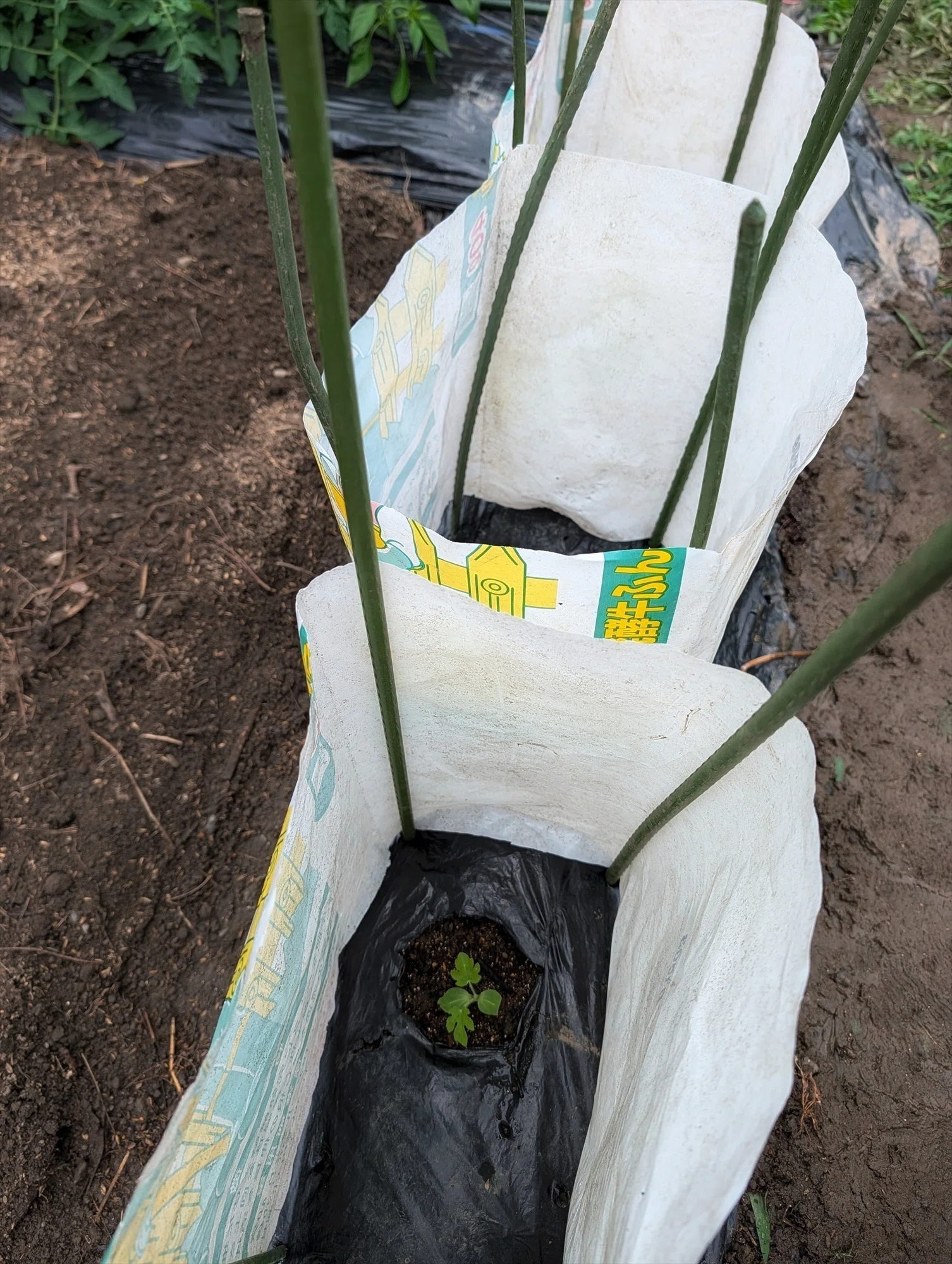 野良スイカの植え付けをしました｜annon