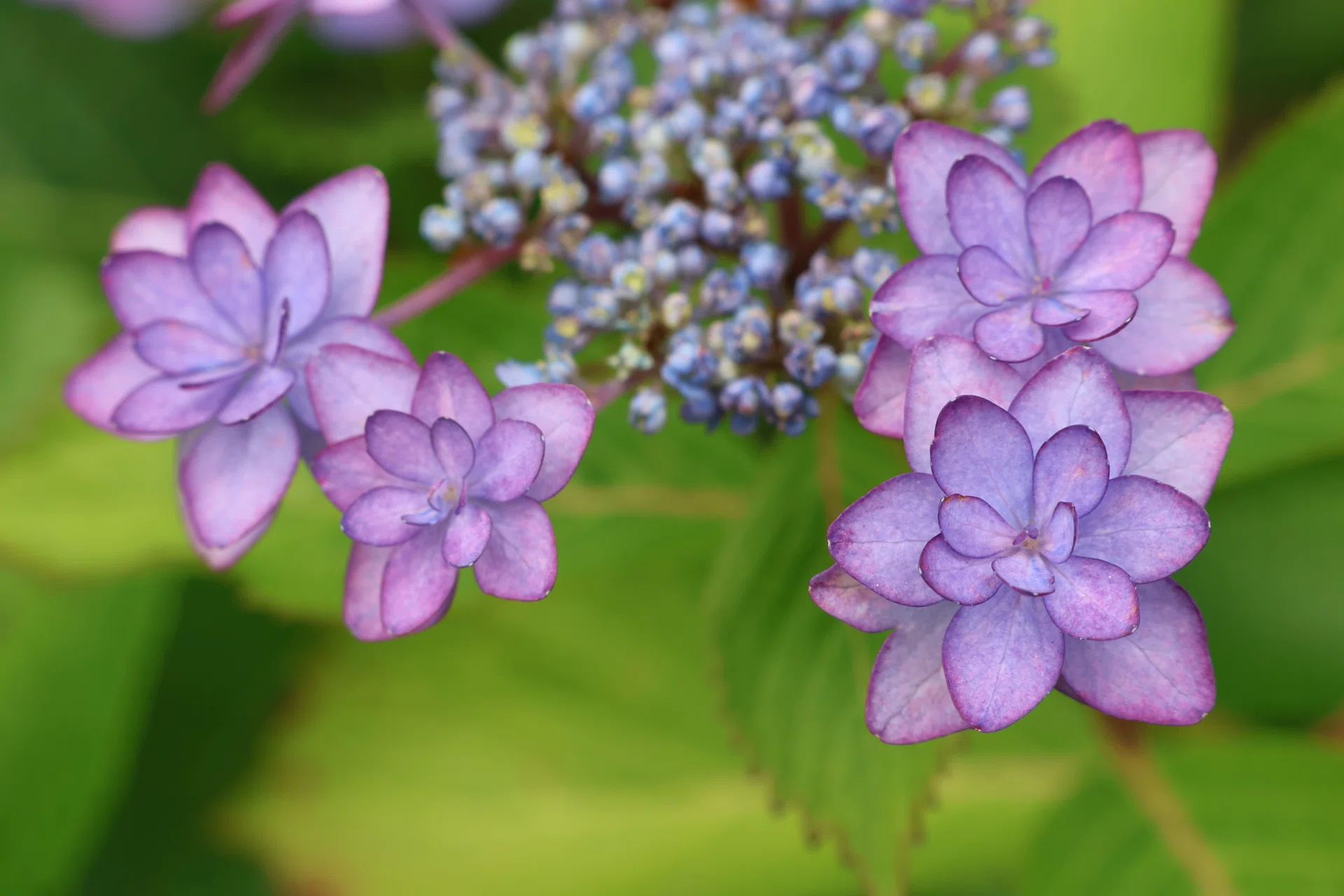 それぞれの色に出会う、紫陽花さんぽ｜kaori |
