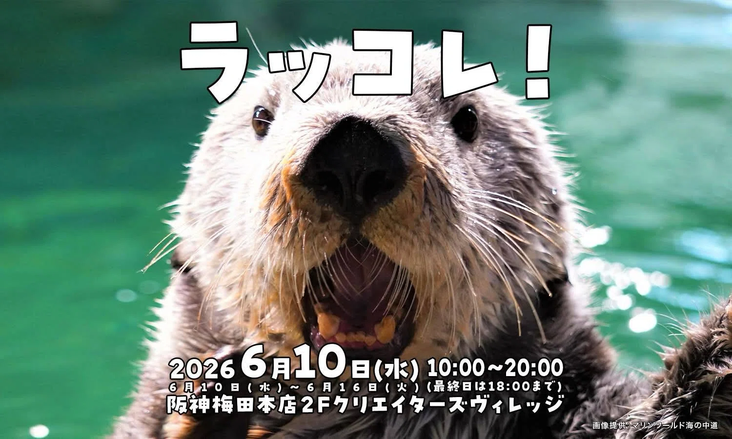 ラッコ60様 出店のお知らせ】ラッコレ！②｜orca.creation