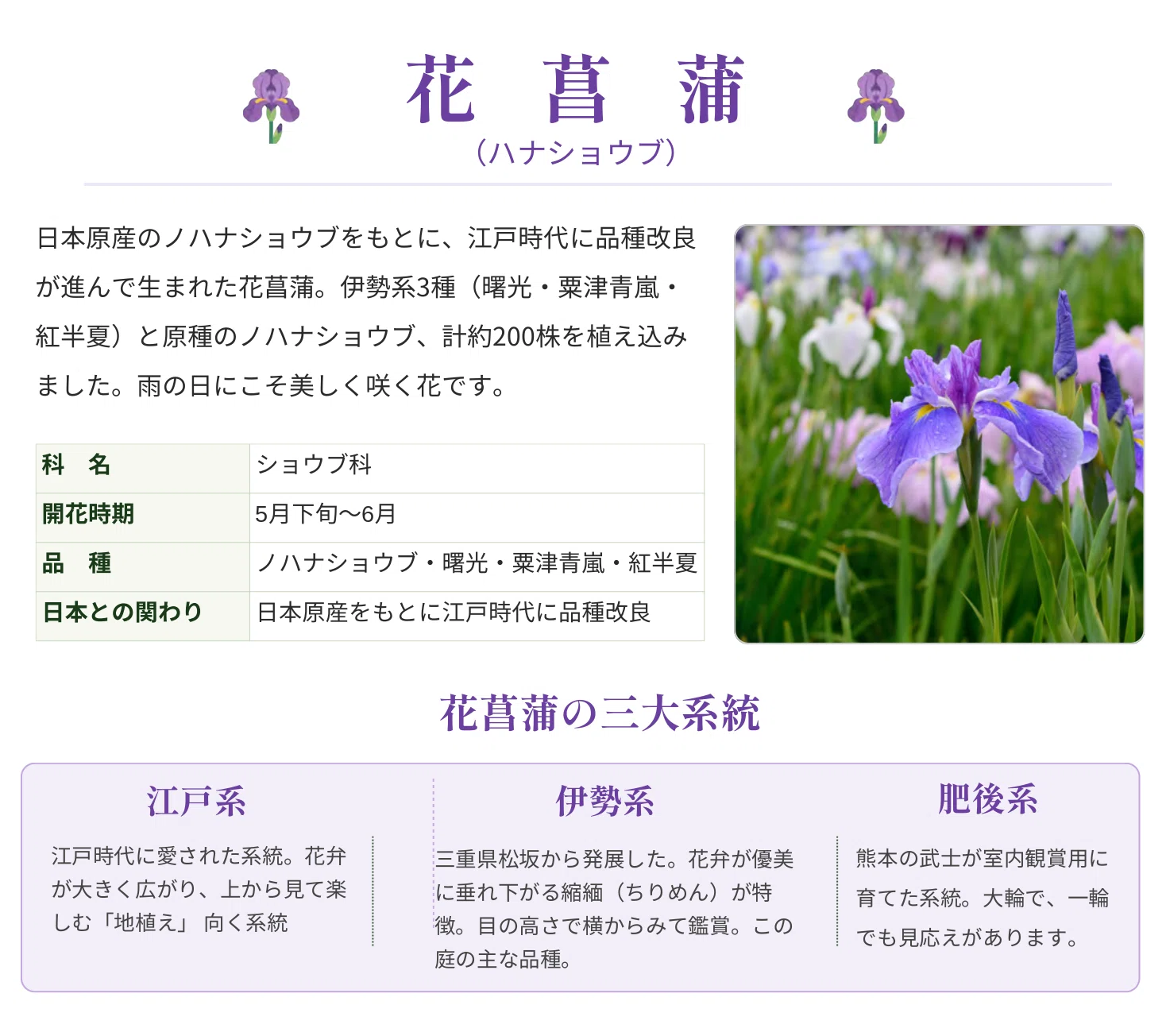 明日開催｜花菖蒲の咲く庭で、木々の物語を聴く初夏のひととき｜東住吉