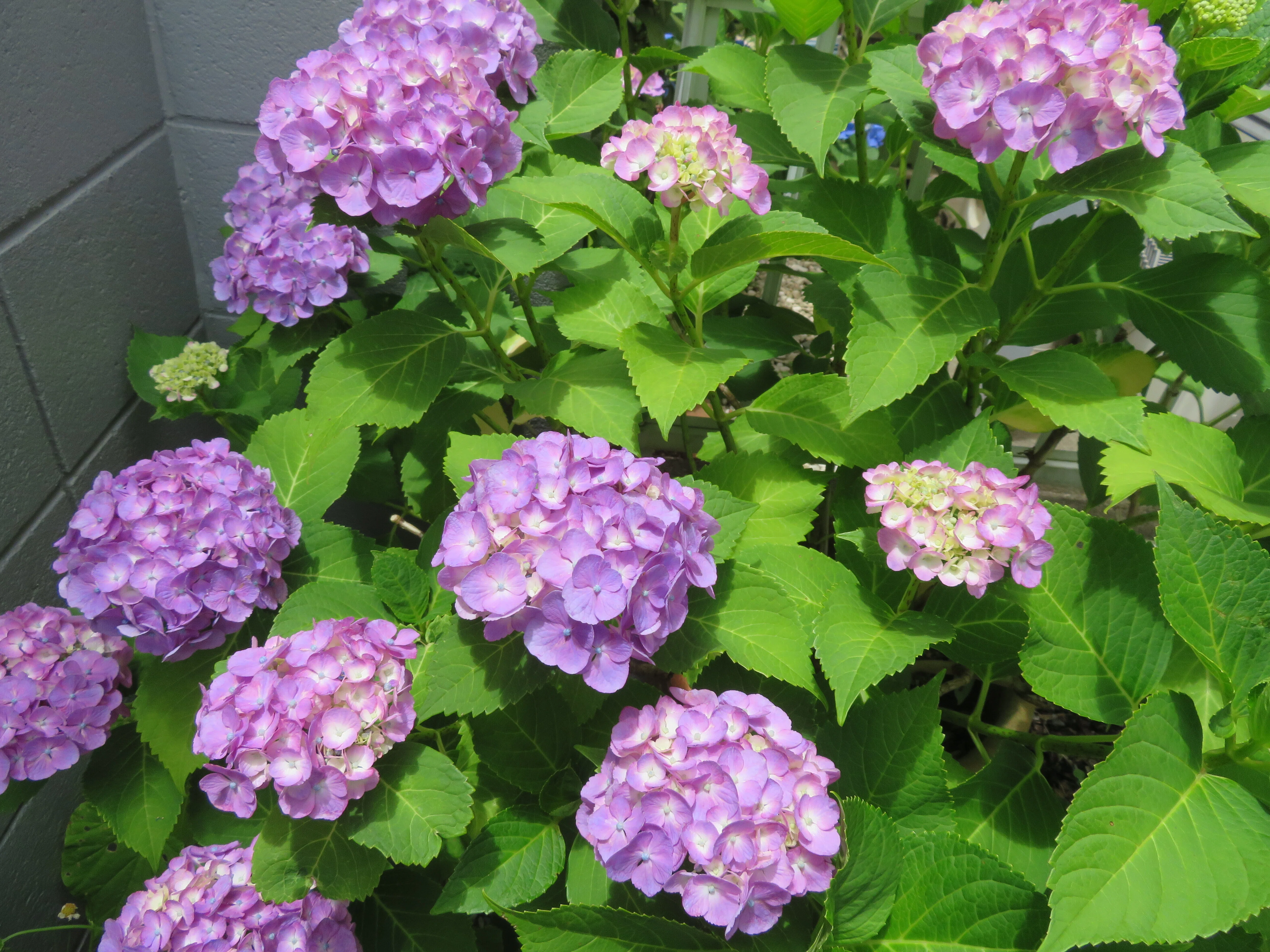 3年目の紫陽花｜中西 千種