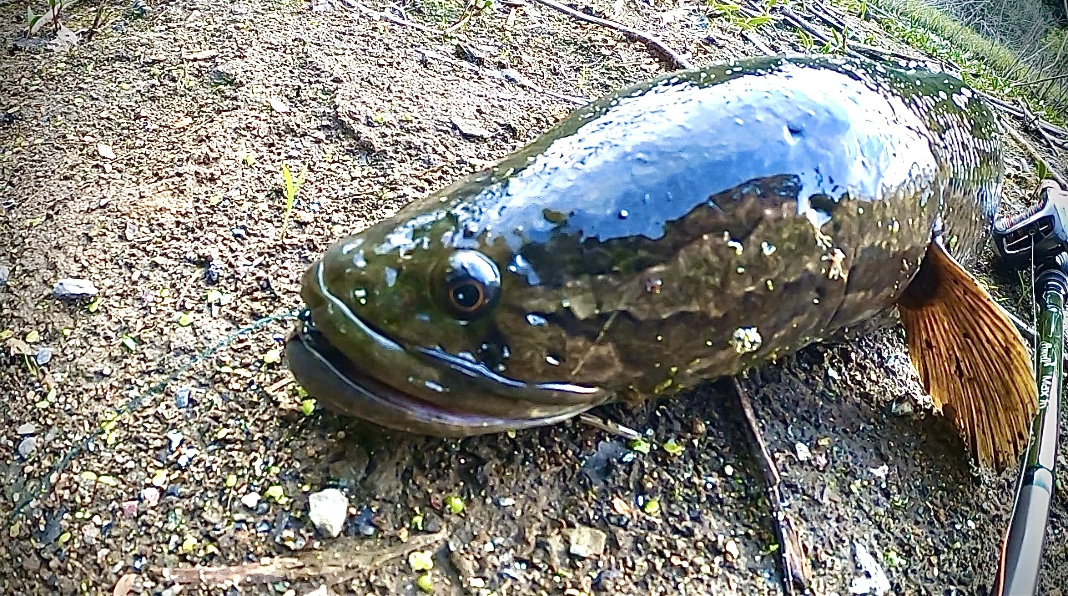 初心者でも釣れる！雷魚（ライギョ）の釣り方を実釣解説｜HUNTR'S