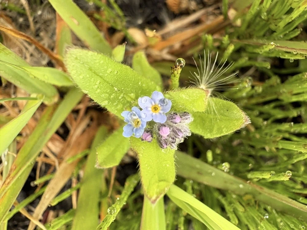 2026年5月29～31日 礼文島の花｜栗コロッケ