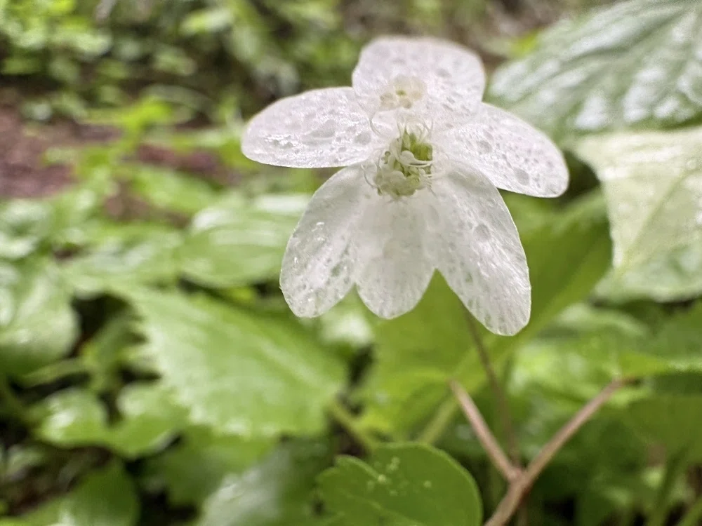 2026年5月29～31日 礼文島の花｜栗コロッケ