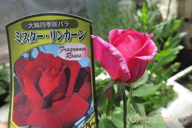 ハーレクイン　1冊300円　バラ売り可能 バラの品種間違い｜極楽鳥花植物園