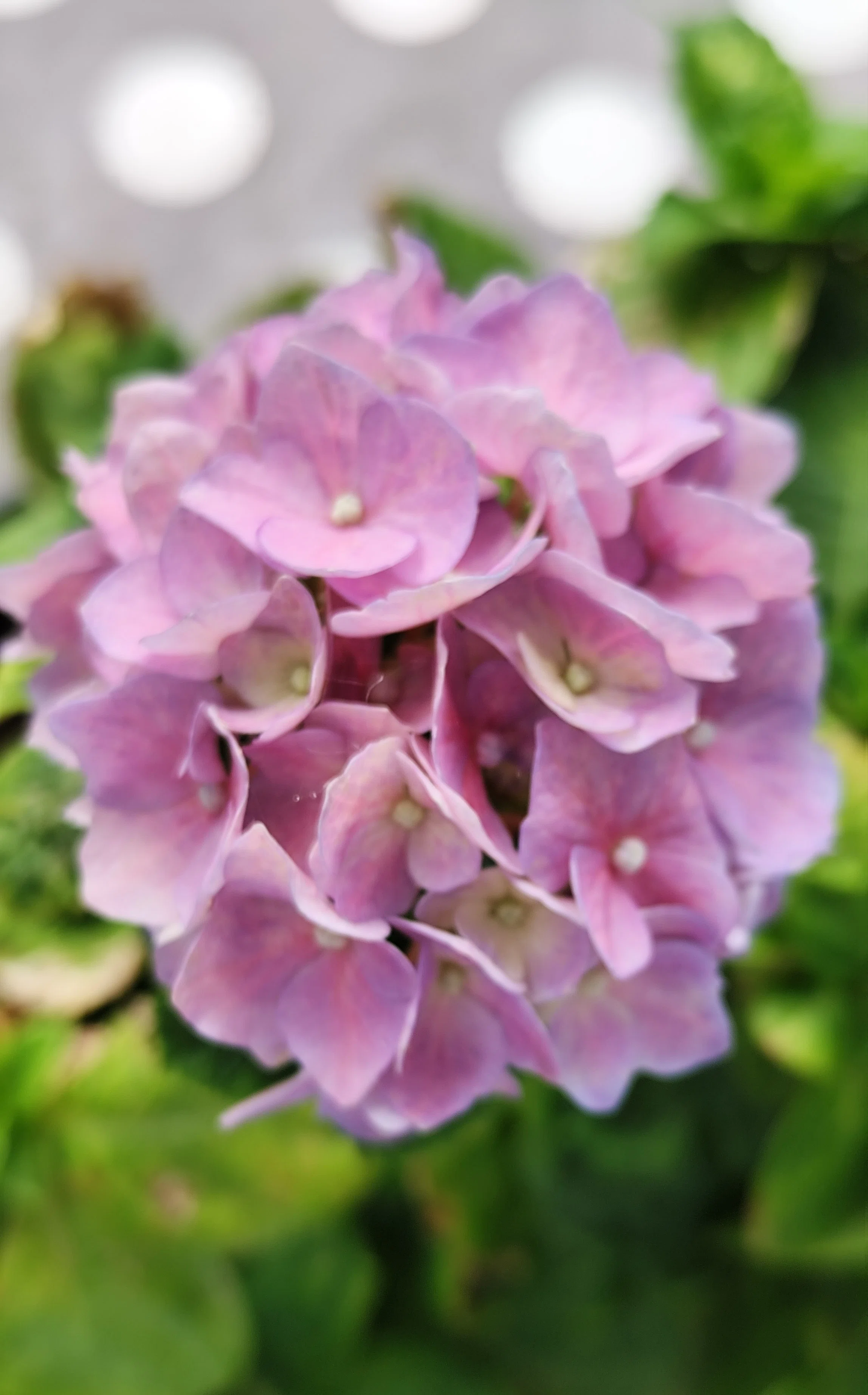小さな紫陽花ひとつ｜りの