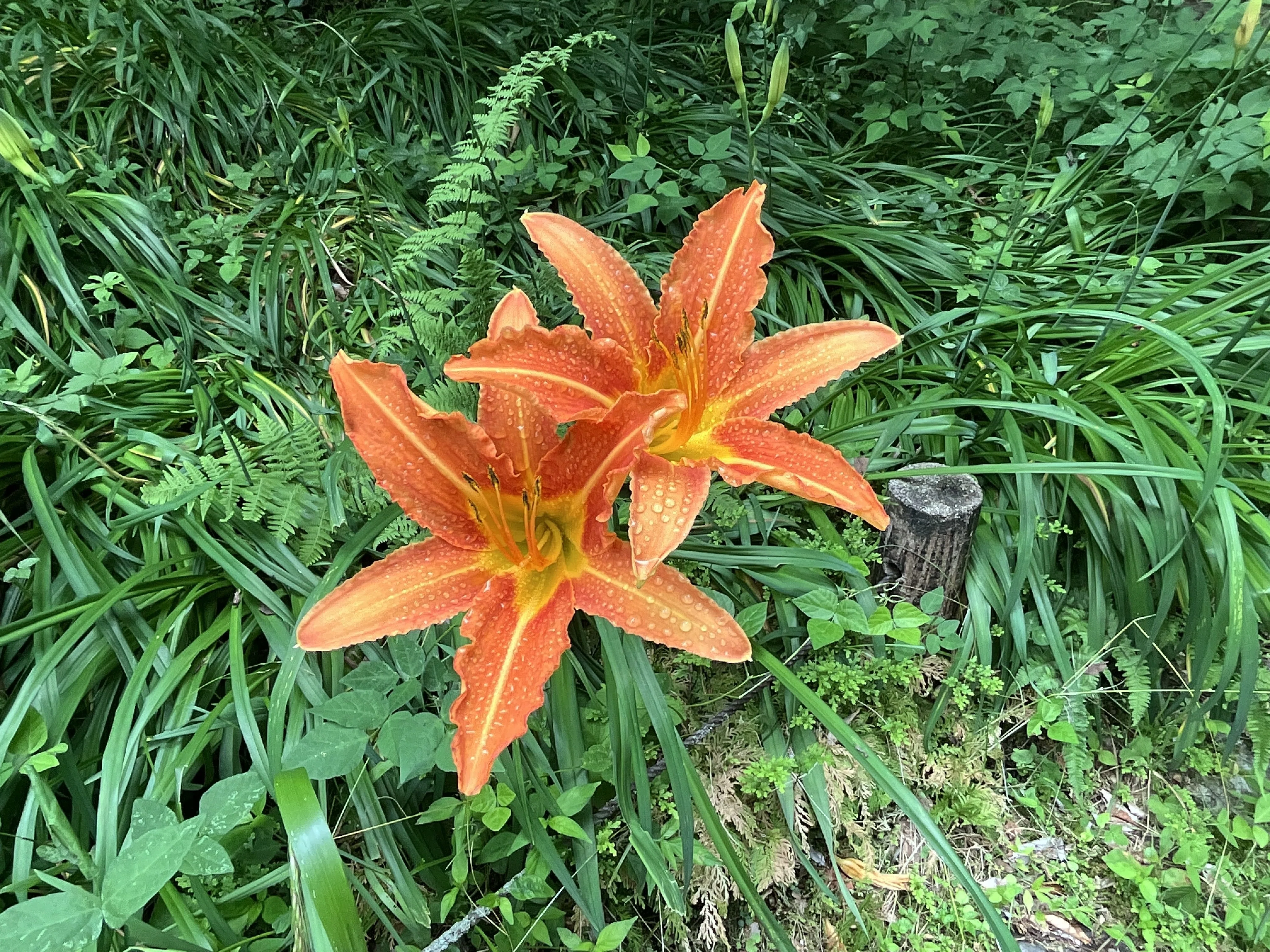 ノカンゾウの花がいっぱい（京都府立植物園）：2026年6月4日（木