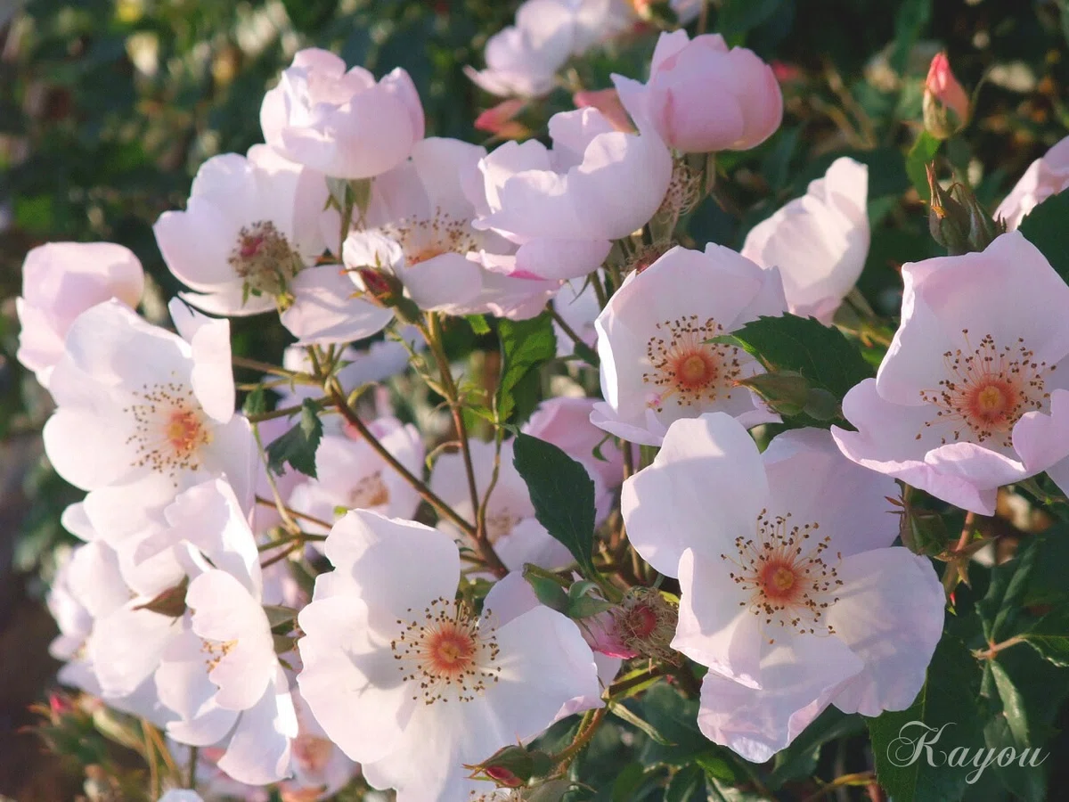 群れて咲く一重の淡いピンクの薔薇が、初夏の眩しい日差しを浴びて透けるように輝きながら、やさしく揺れている写真