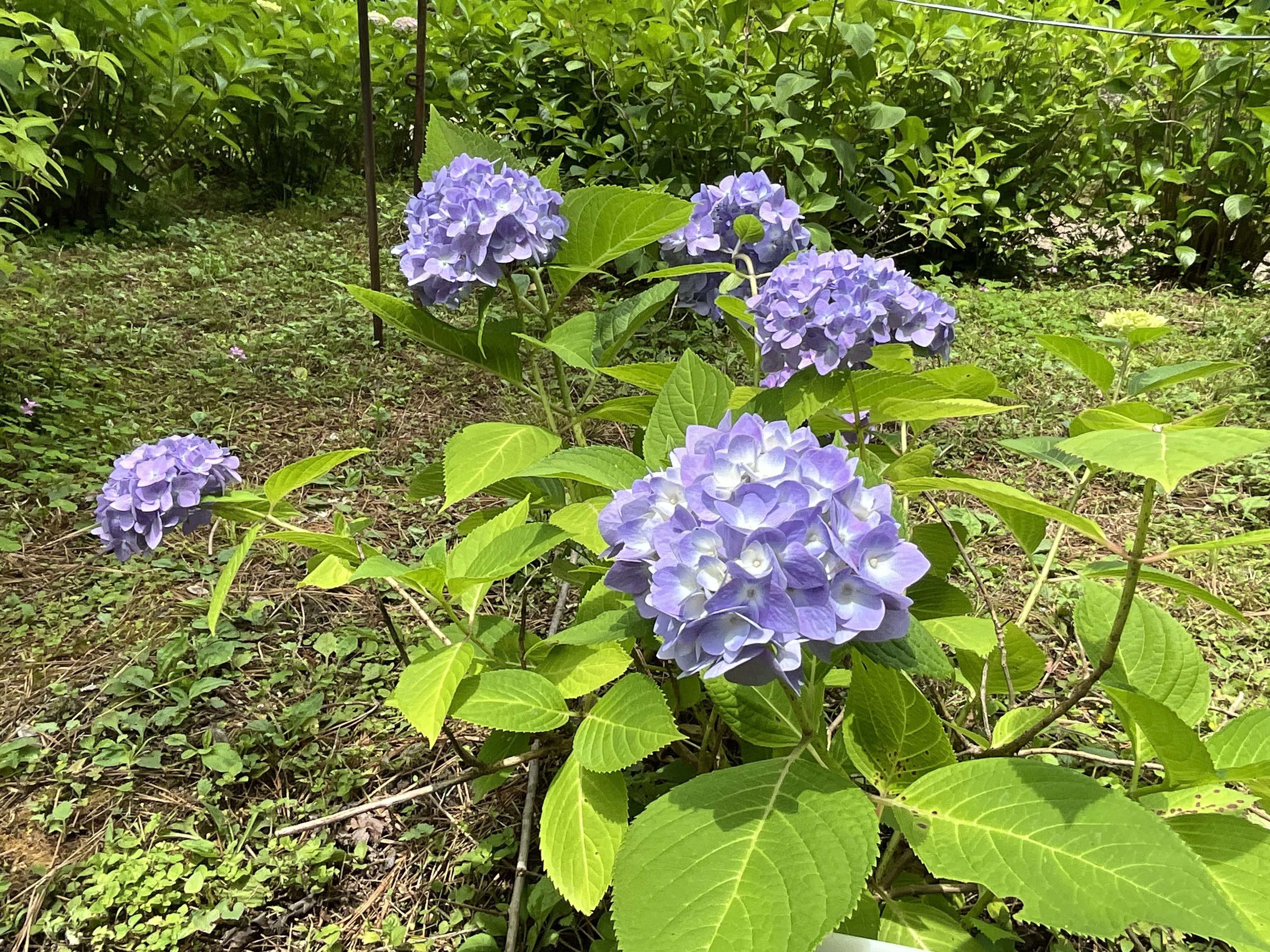 四季咲きアジサイ（京都府立植物園）：2026年5月23日（土）｜藤井秀昭