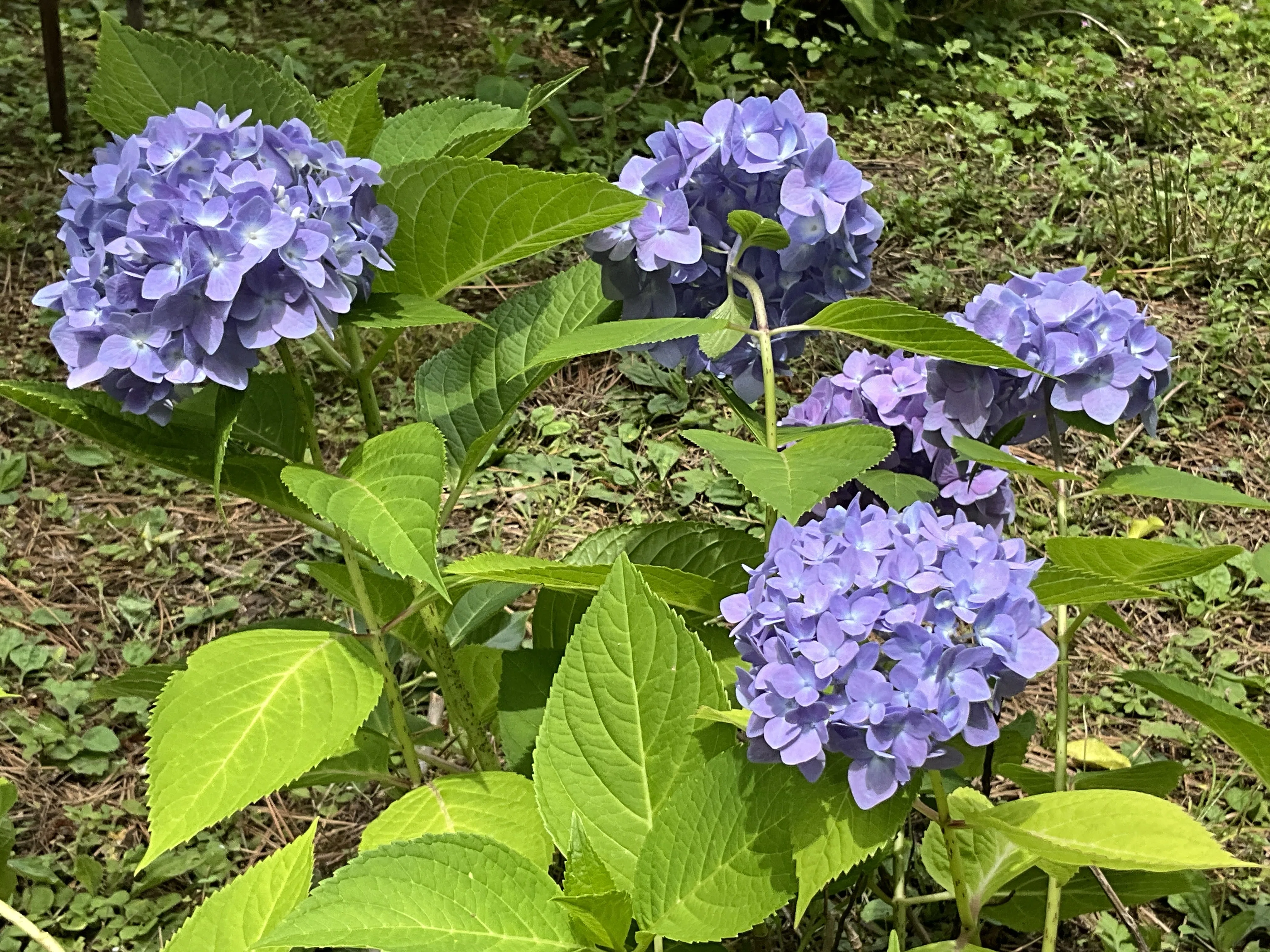 四季咲きアジサイ（京都府立植物園）：2026年5月23日（土）｜藤井秀昭