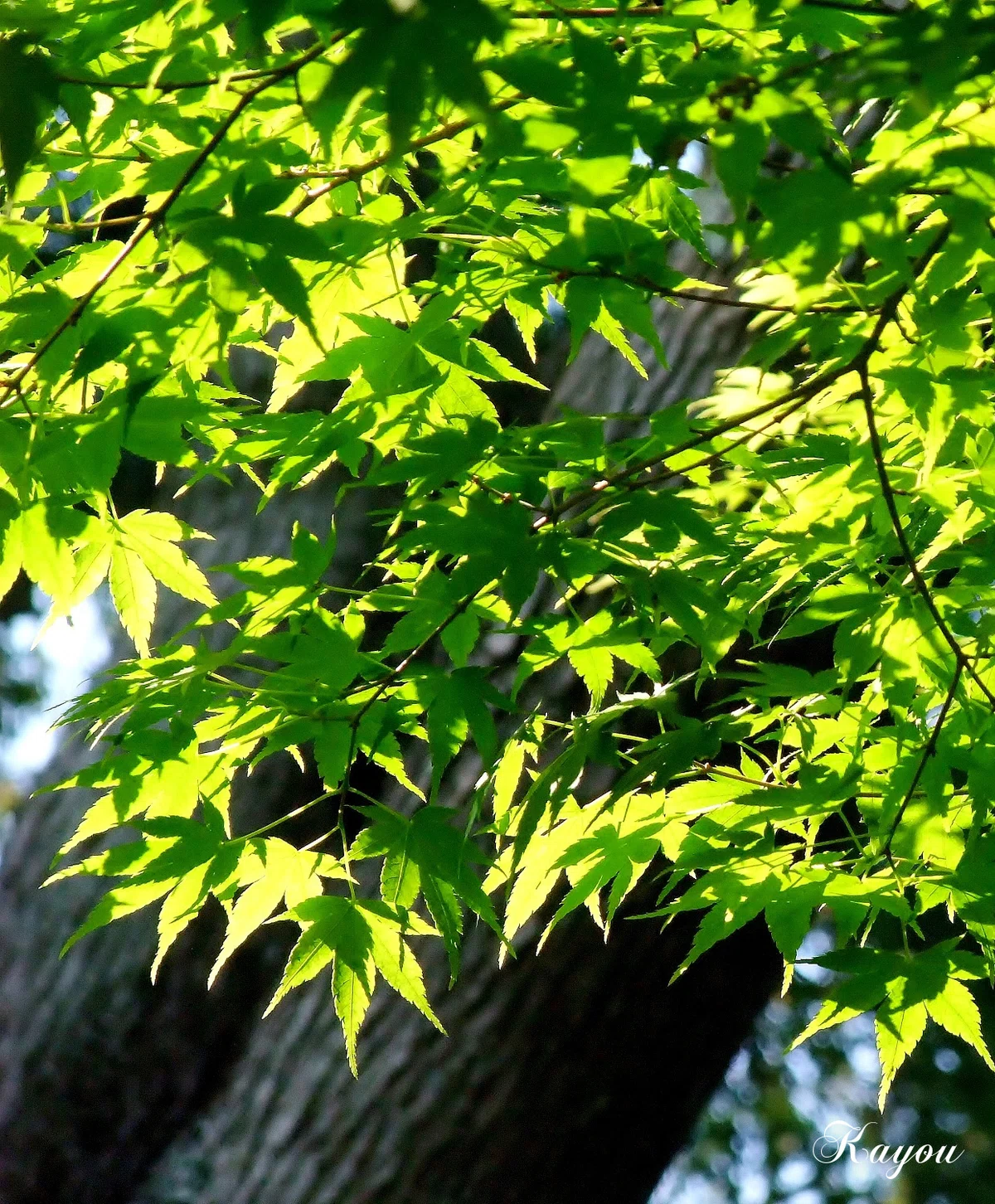 初夏の青紅葉が眩しい光を反射して、美しいさみどり色に輝きながら風と踊っている写真