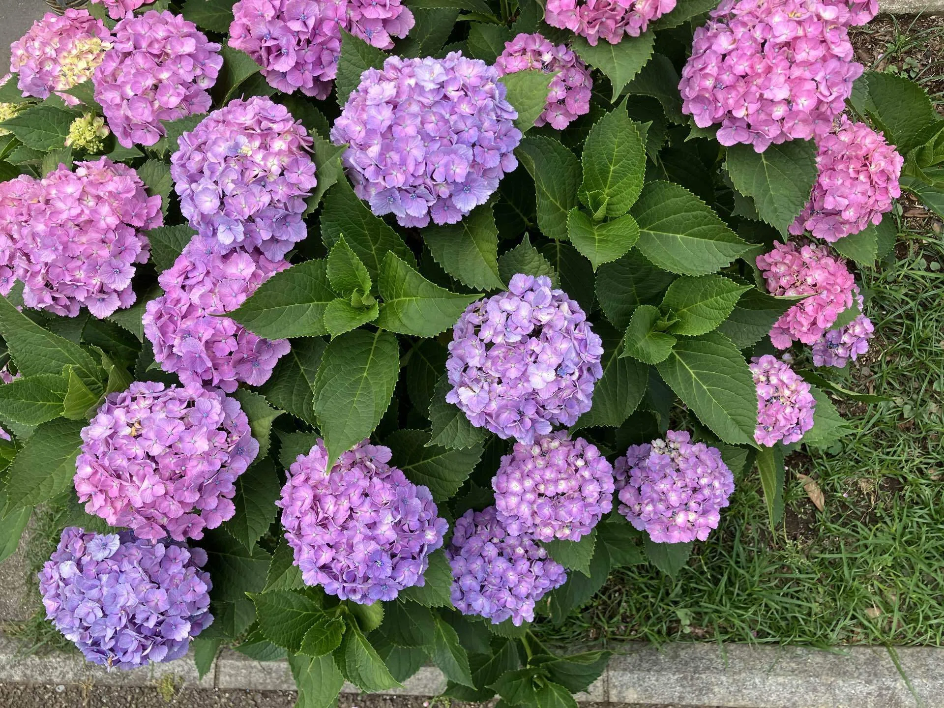 コボリサヤカさん 紫陽花ねずみ 2026年の紫陽花写真｜高崎すずか