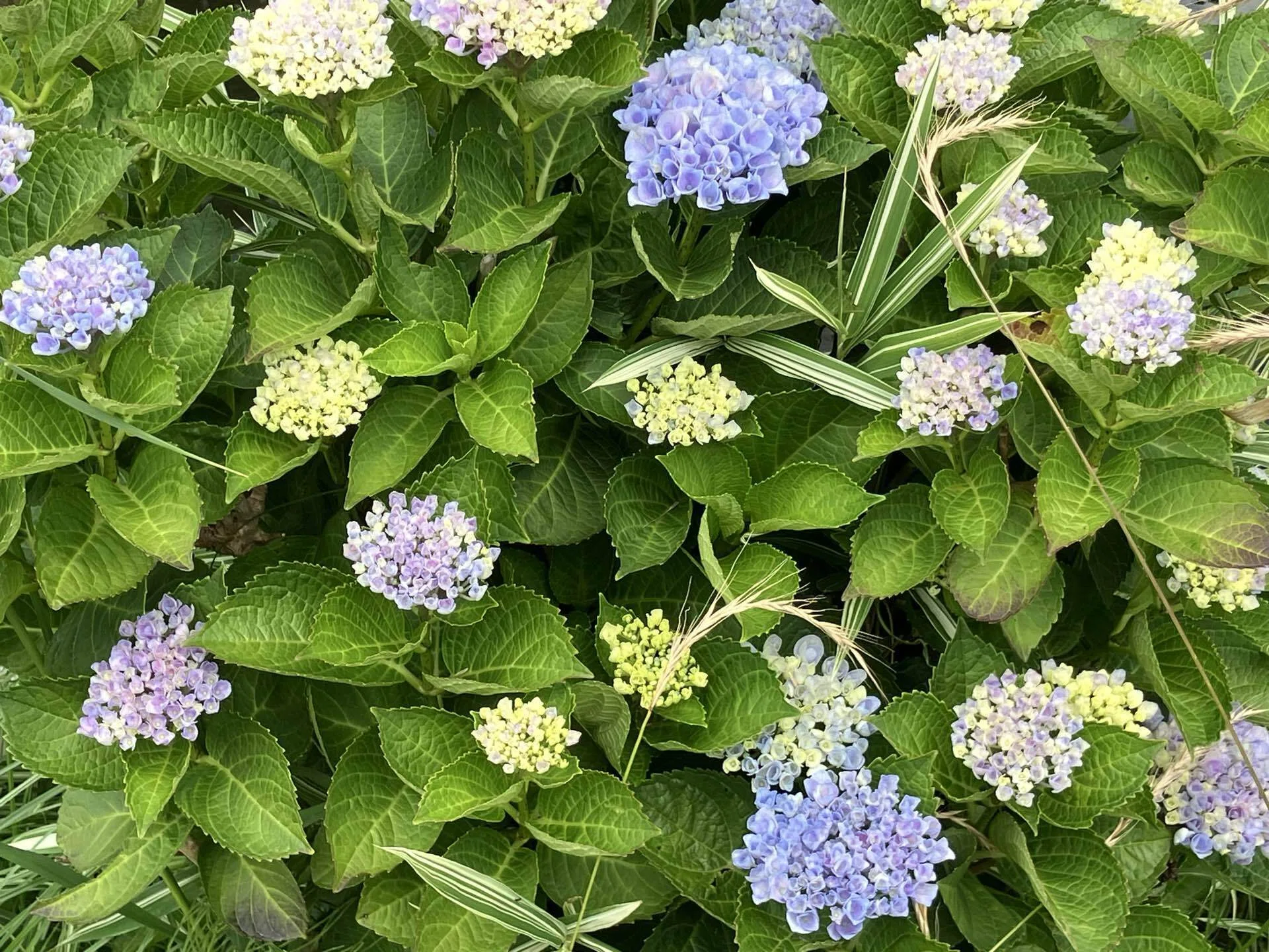 2026年の紫陽花写真｜高崎すずか